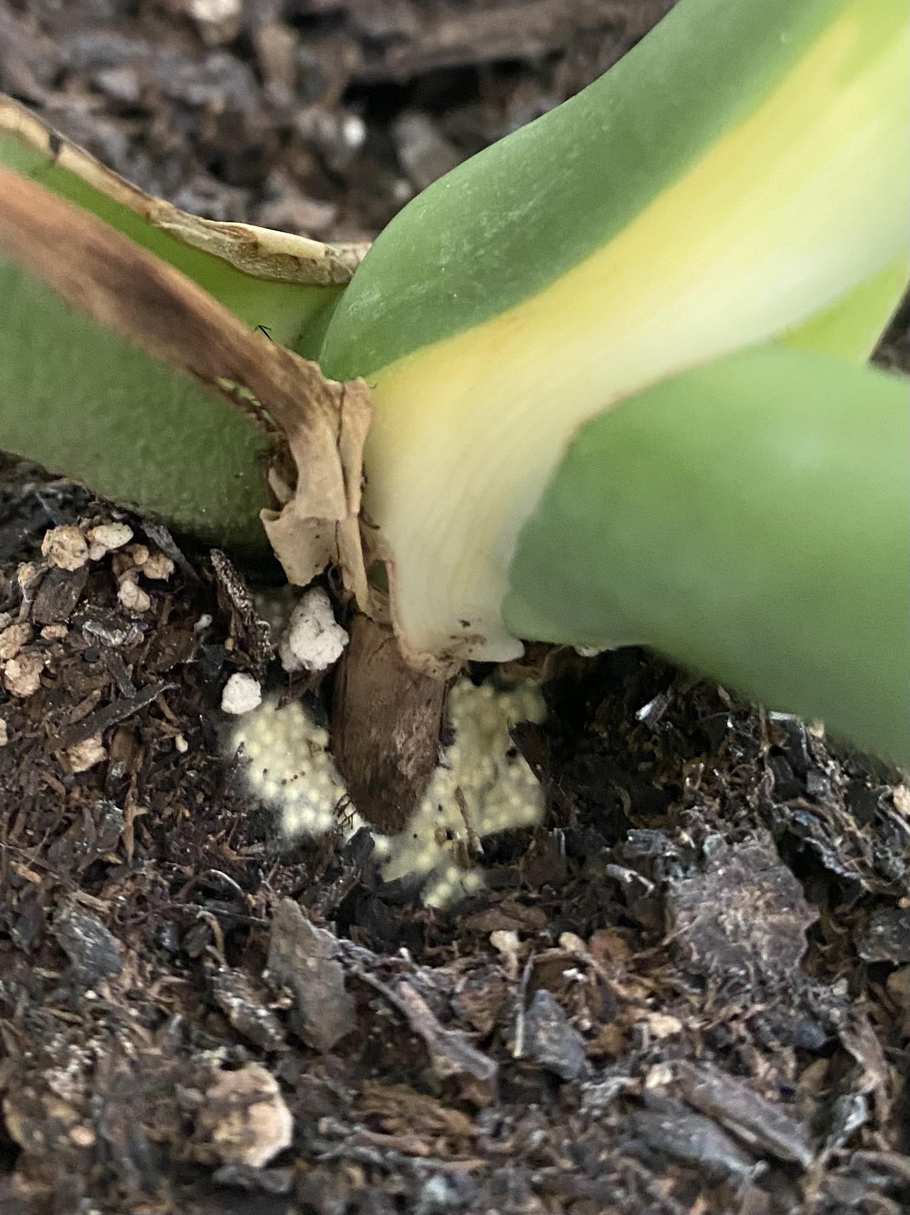 What is this? Eggs? Mold? Help me houseplants Reddit r/houseplants