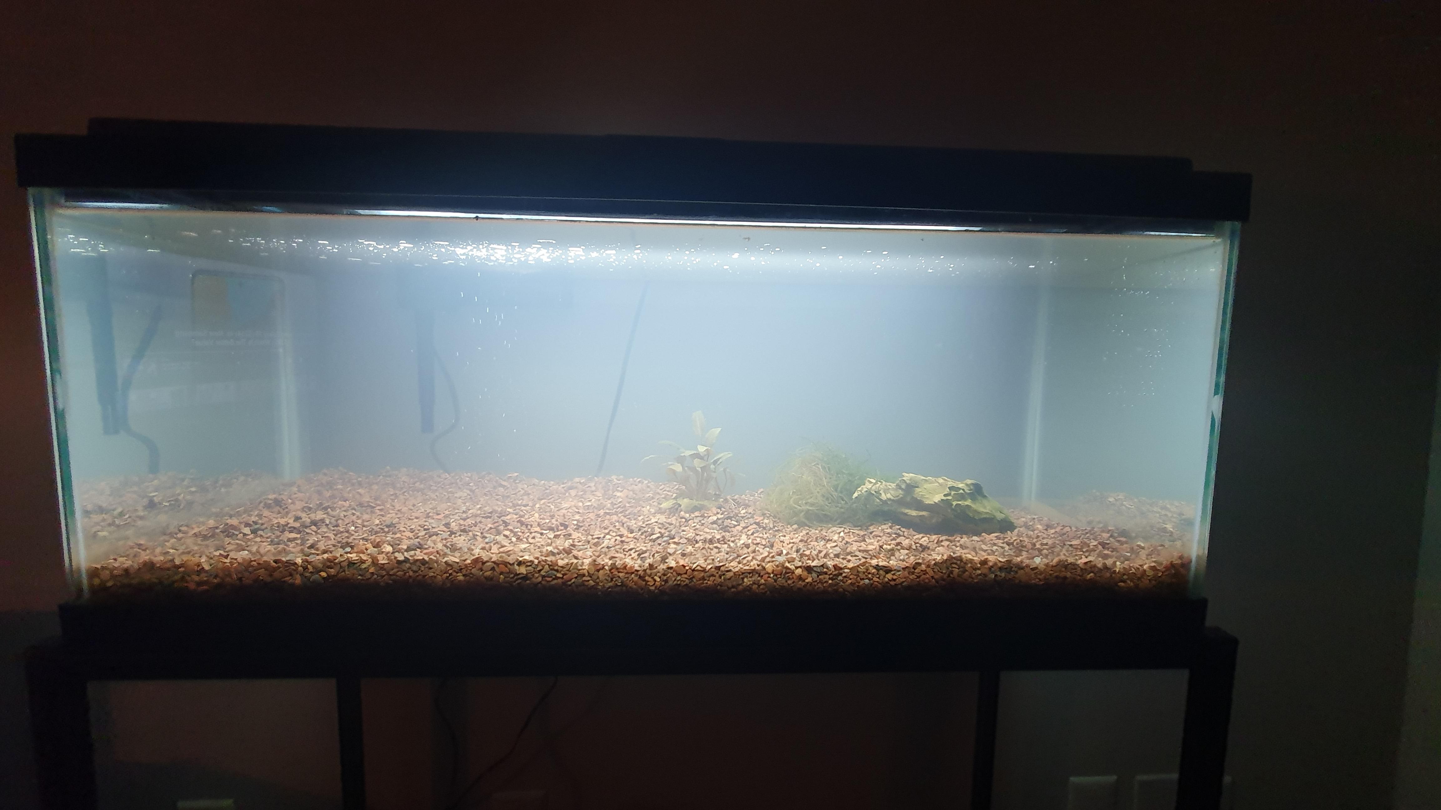 Well I finally got a 20 gallon long tank ) I need some ideas for the