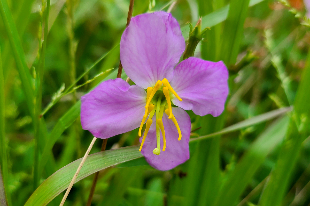 Maryland meadowbeauty (Rhexia mariana) r/Wildflowers