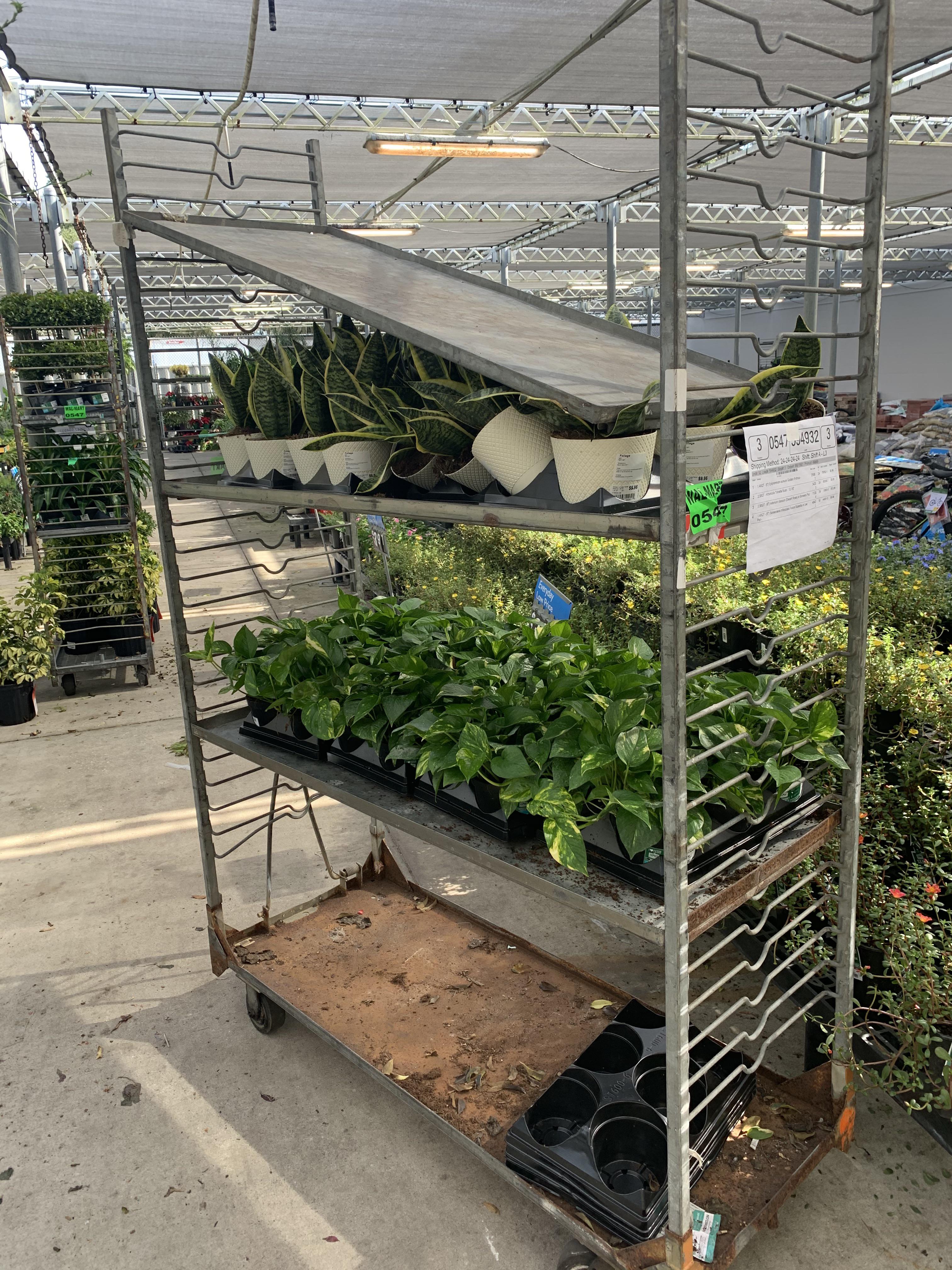 I witnessed a tragedy at Walmart yesterday 🥺 r/houseplants