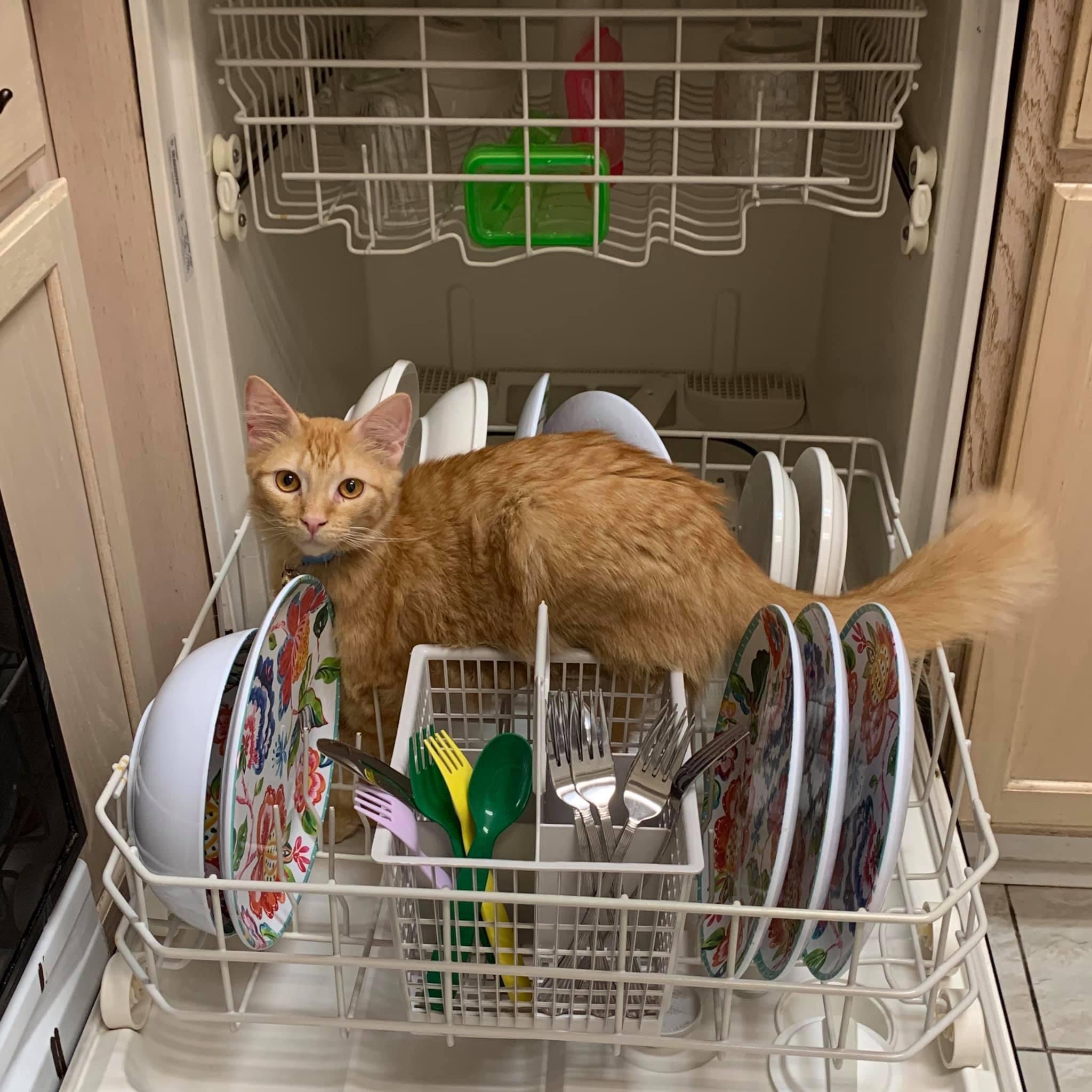 Anyone know if cats are dishwasher safe ? . CatsOfTwitter cute r/butterjack