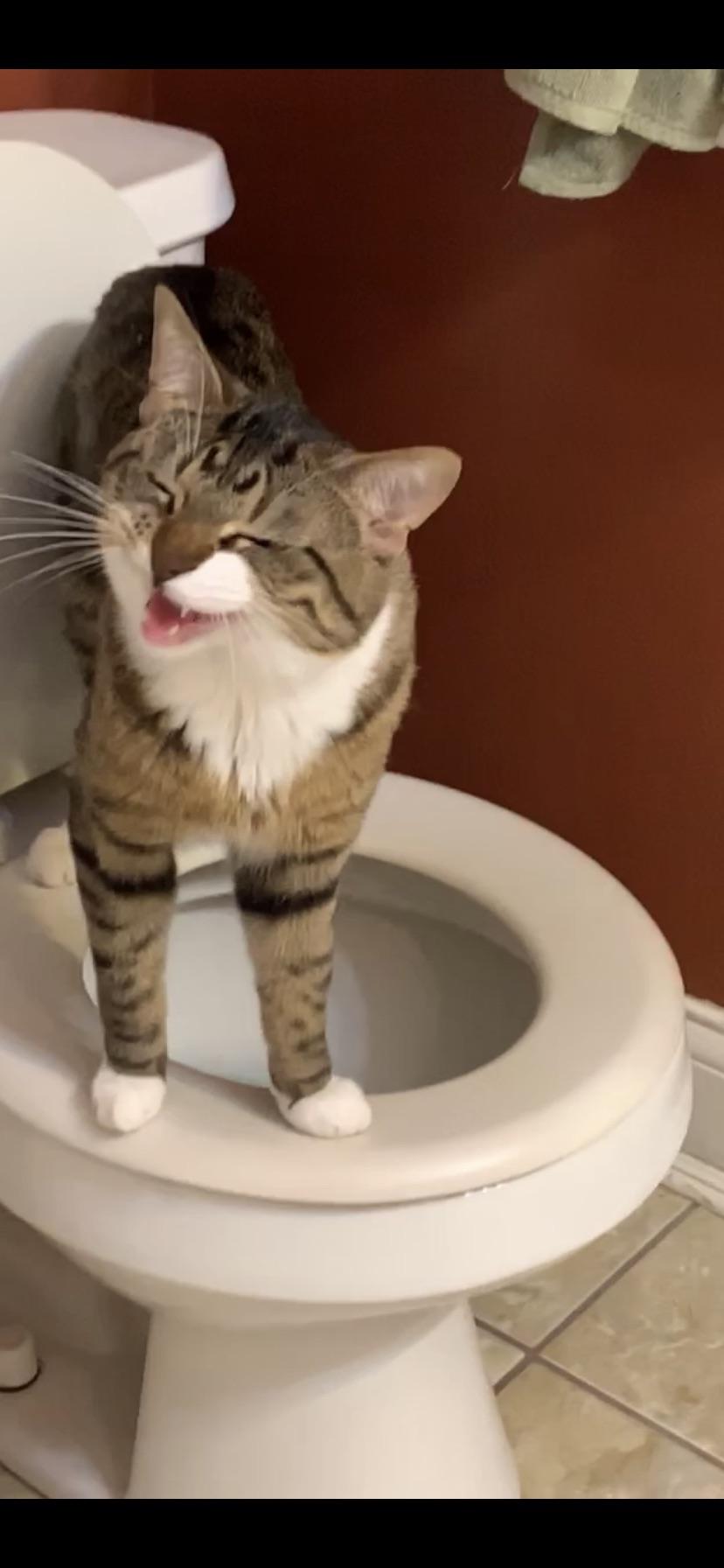 My cat wants privacy to drink the toilet water WhatsWrongWithYourCat