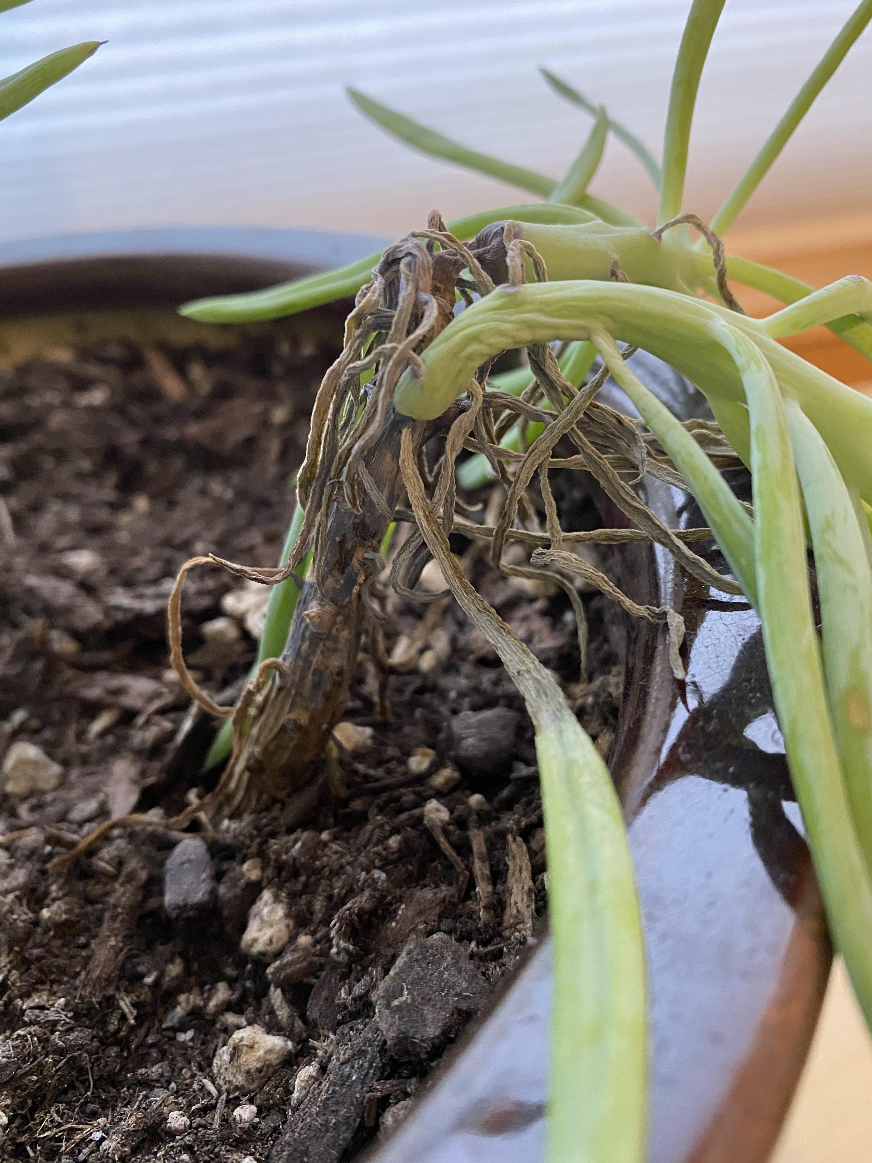 Succulent is dying. What happened? 😥 r/houseplants