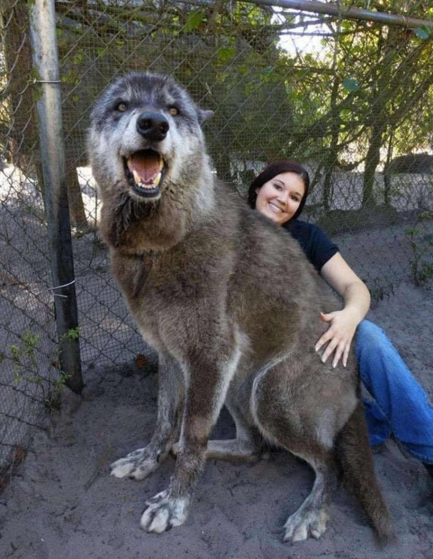 310 best Gray Wolf images on Pholder Kemono Friends, Nature Is