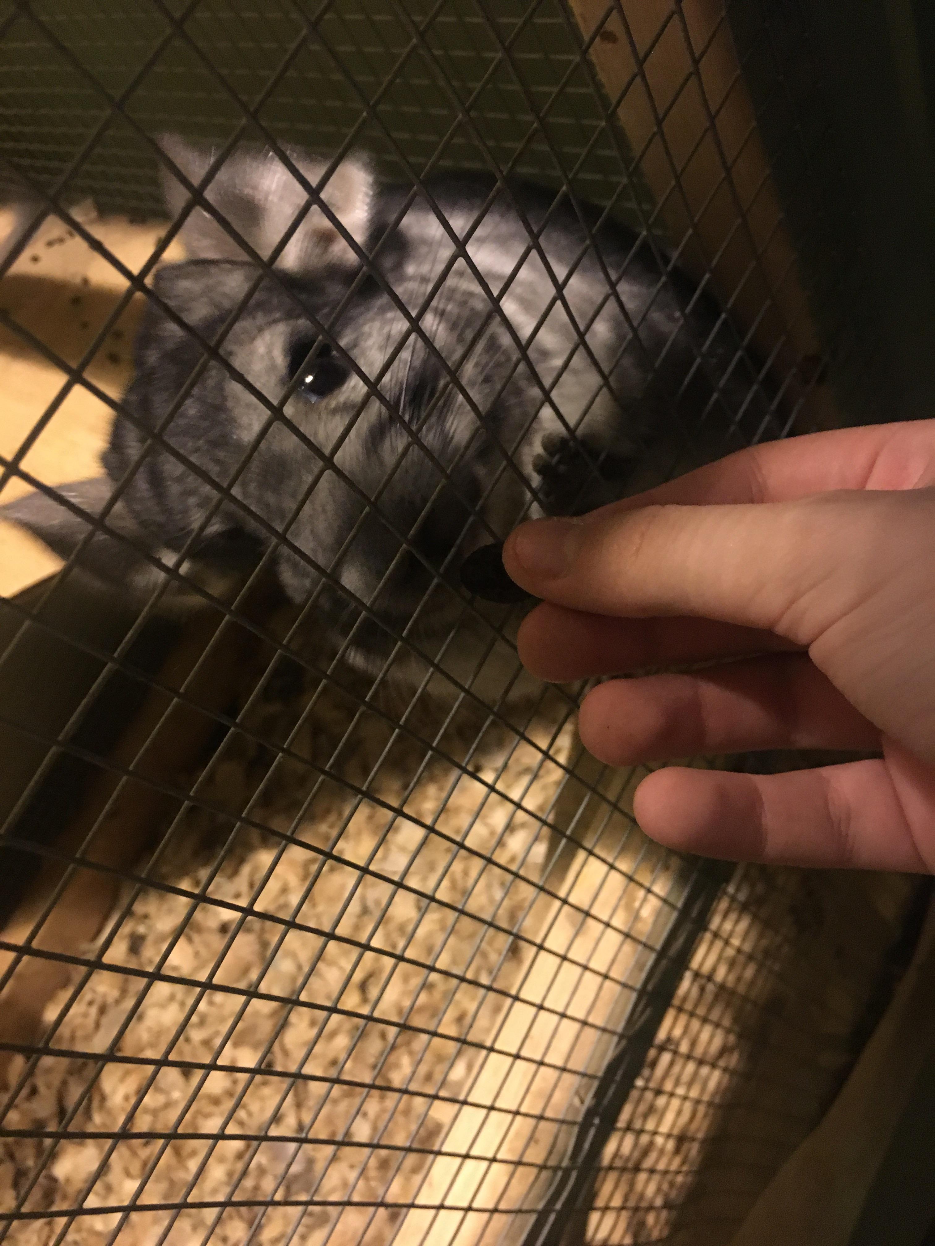 a big chichi enjoying her raisin ) r/chinchilla