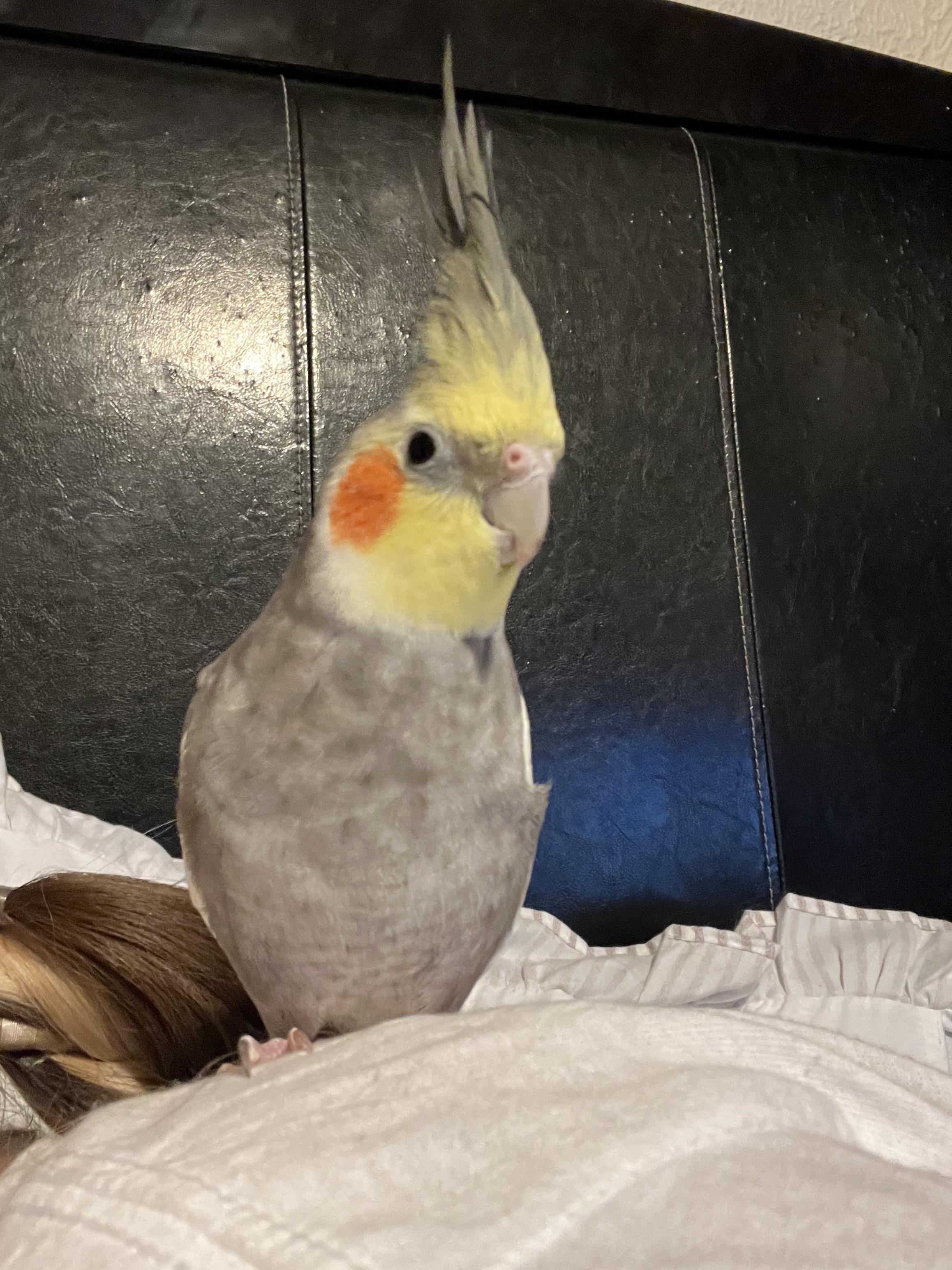 Any safe ways to add some fragrance to my home? Essential oils or