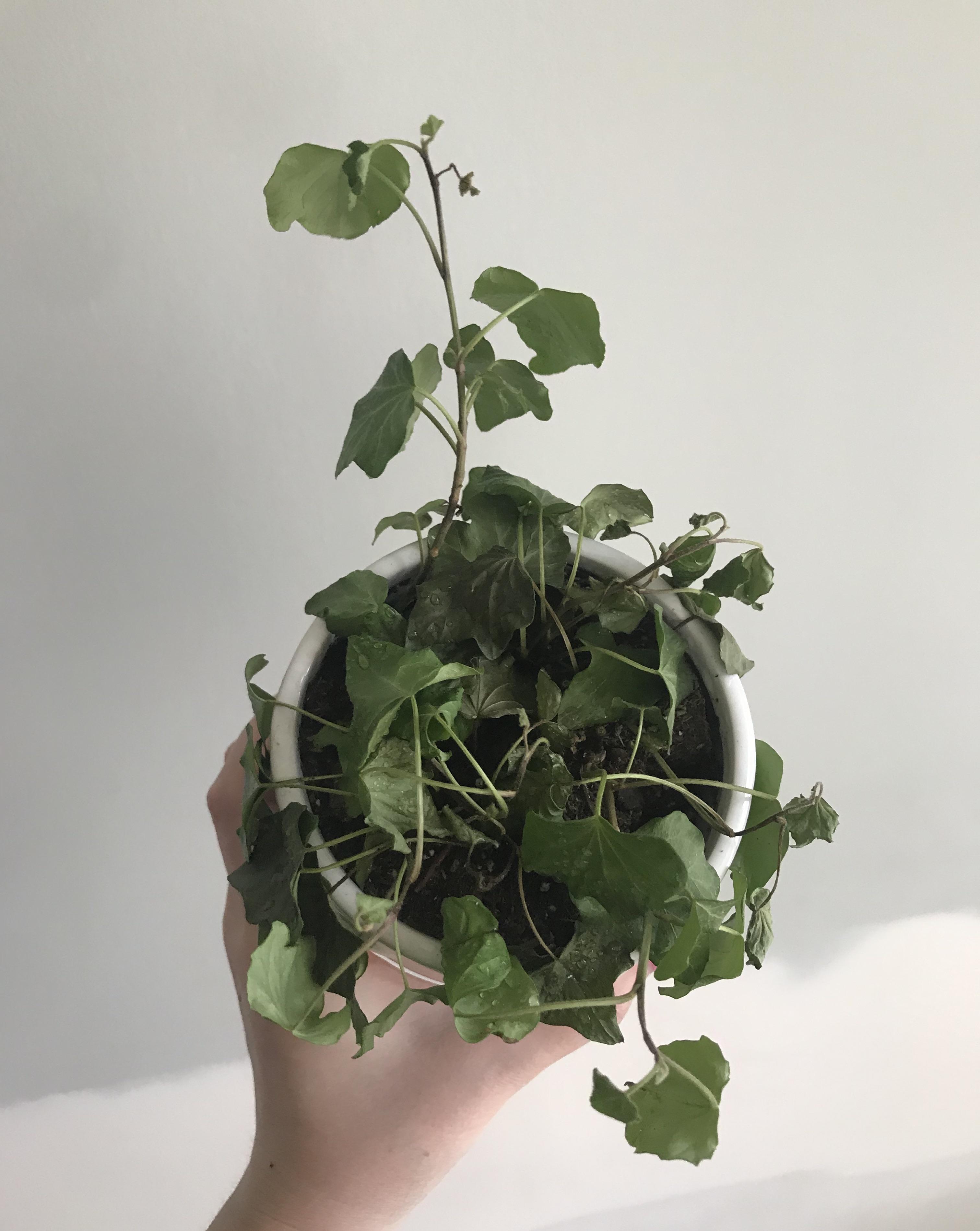 Can anyone help diagnose my English ivy? Feels dry/crunchy and looks