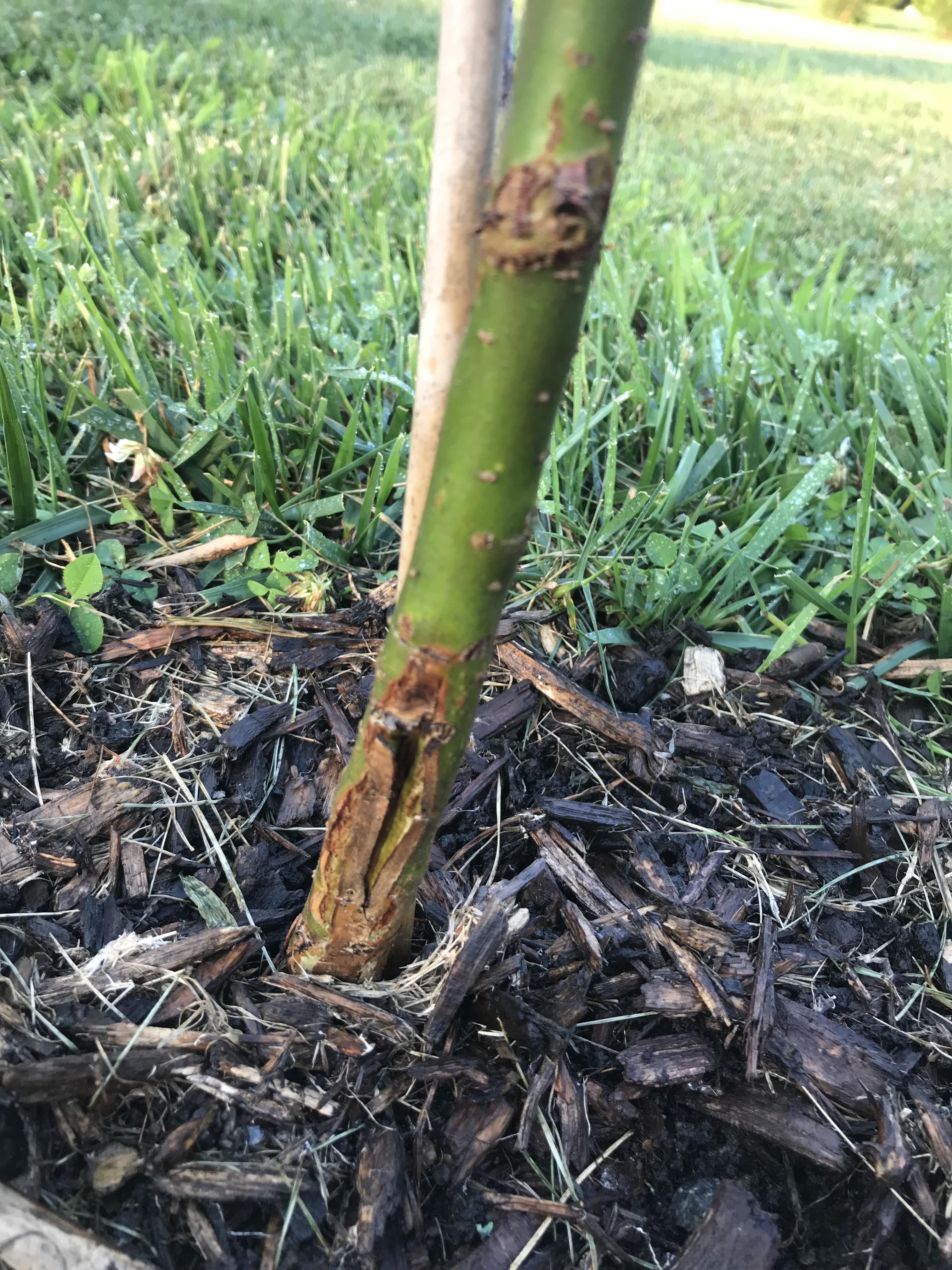 Why did the trunk of my weeping willow split and what can I do about it