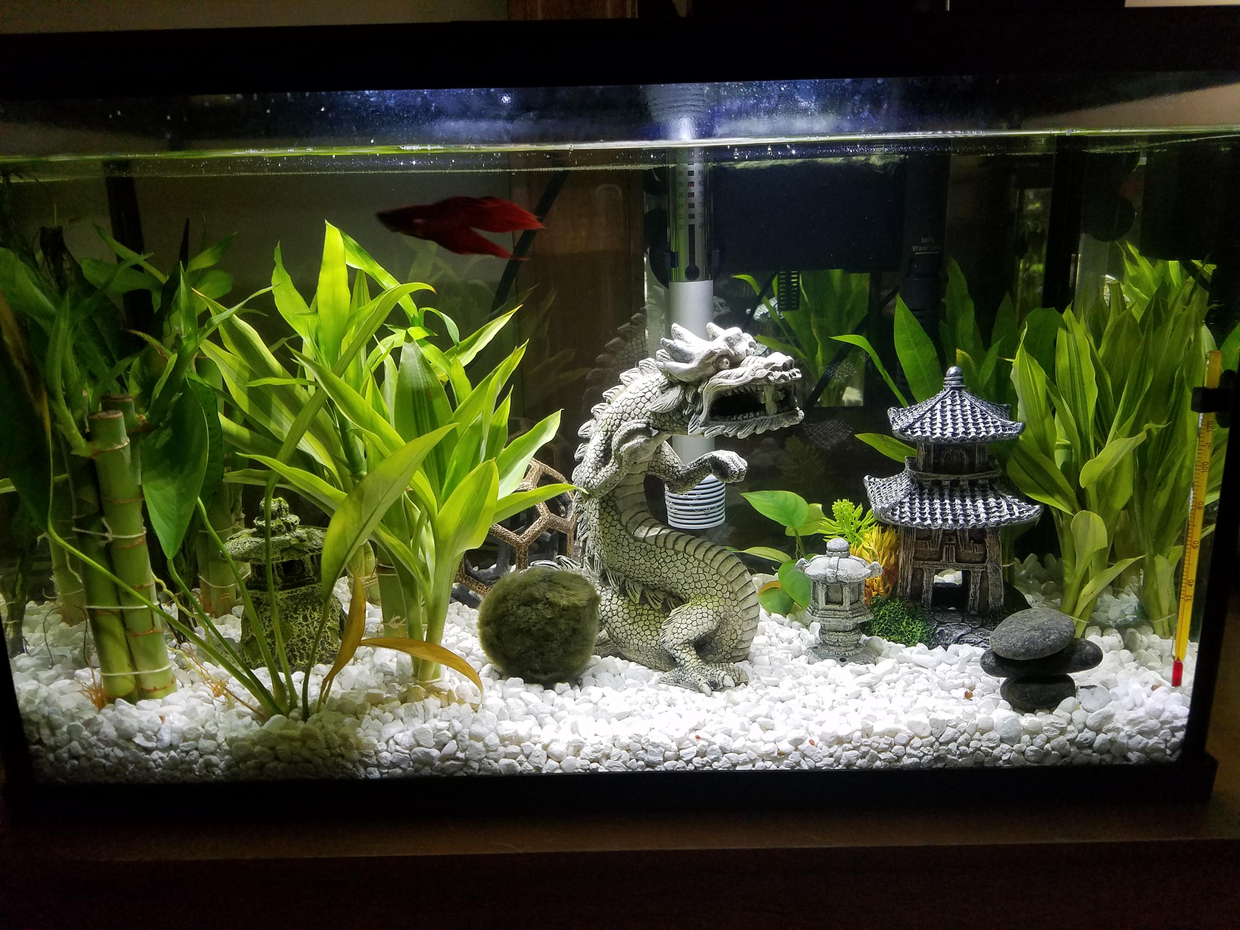 10 Gallon Betta Tank Ideas atelieryuwa.ciao.jp