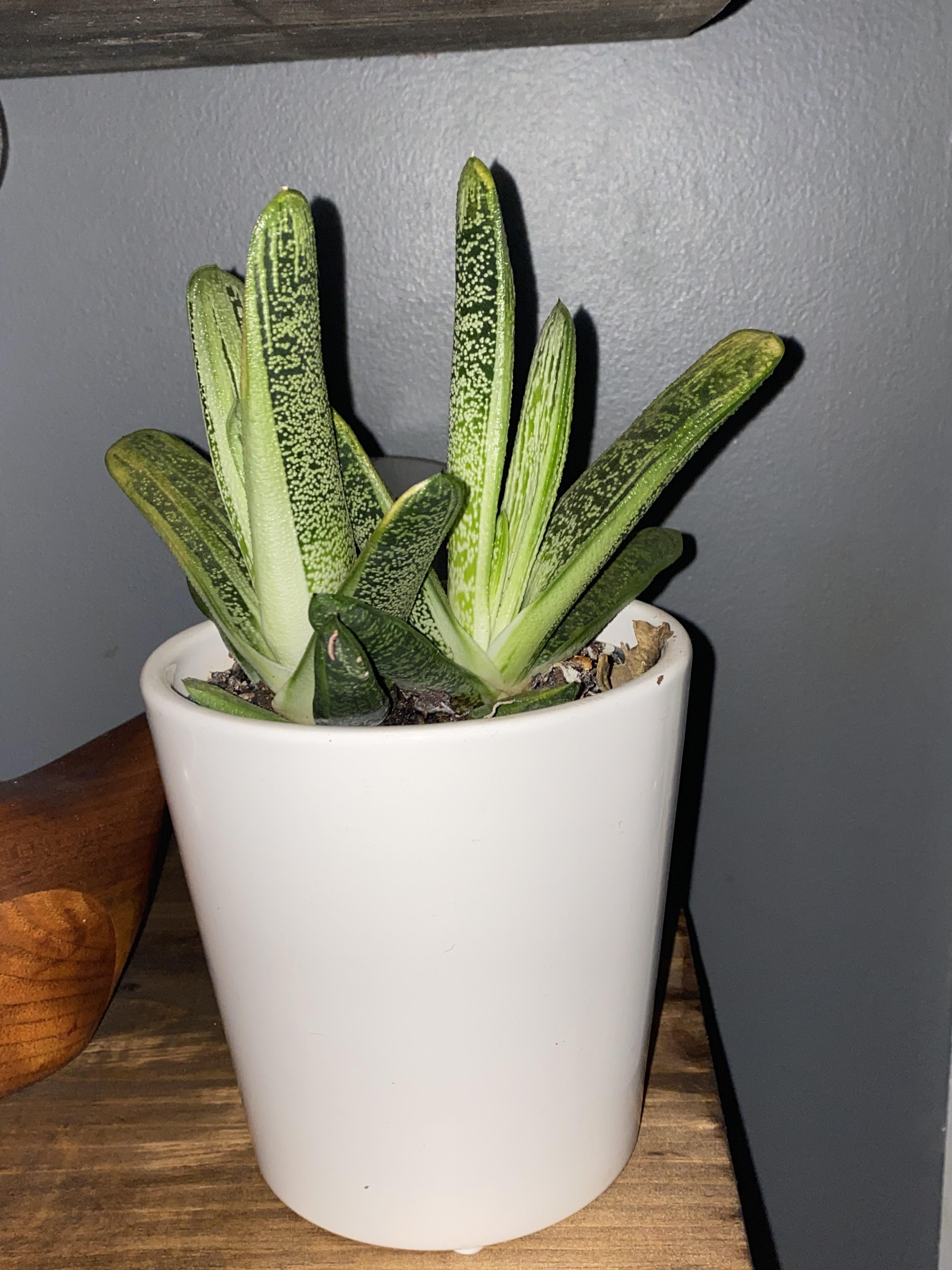 Need help. Puppy ate a fallen leaf of this plant and I