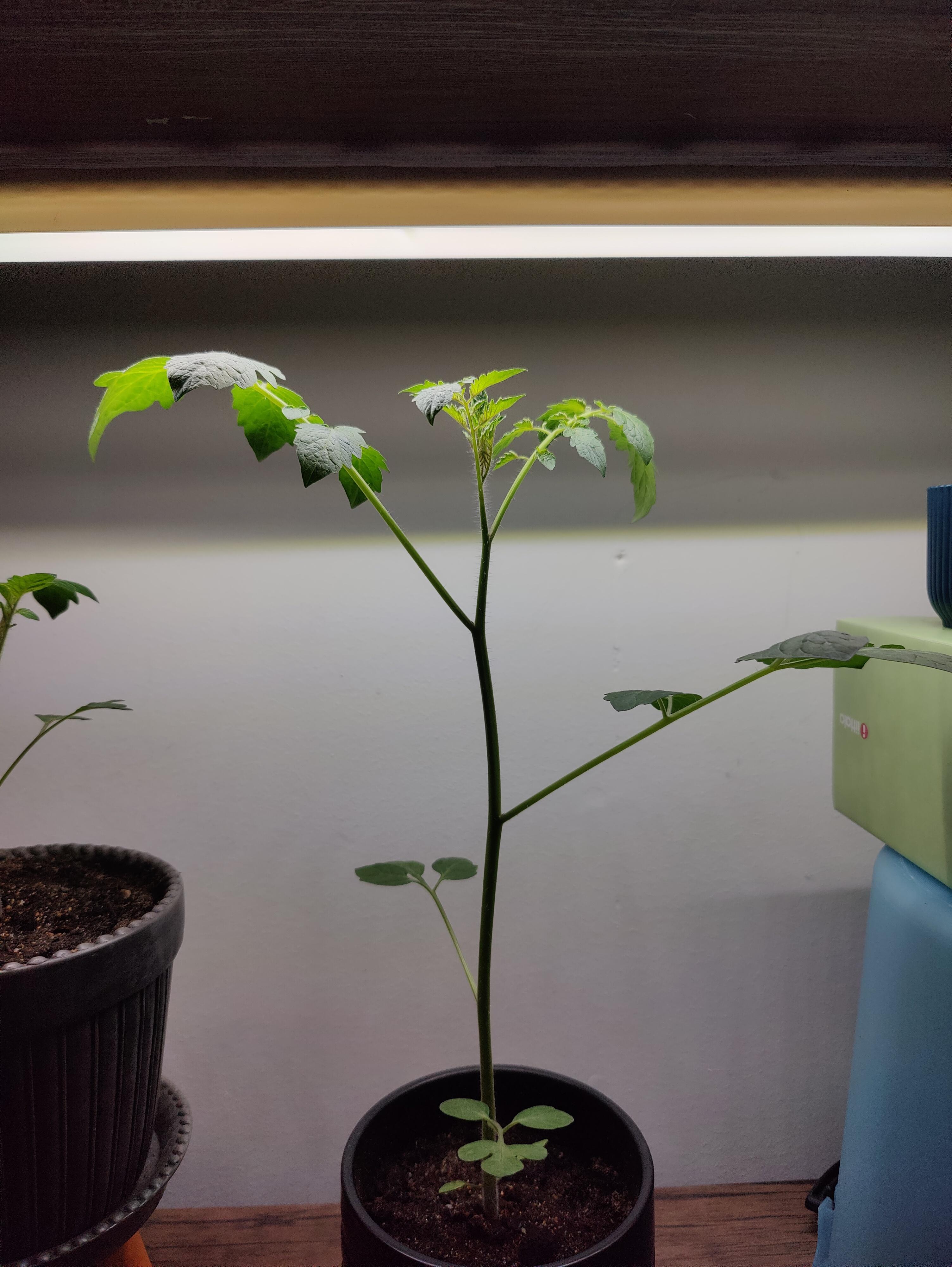 Am I overwatering my tomato plant? r/gardening