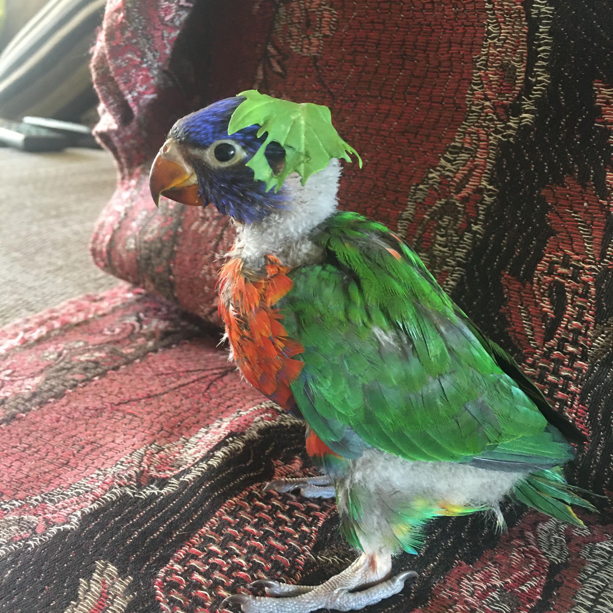 Potential 1st time bird owner I've been caring for this baby for 4 days (im a vet nurse