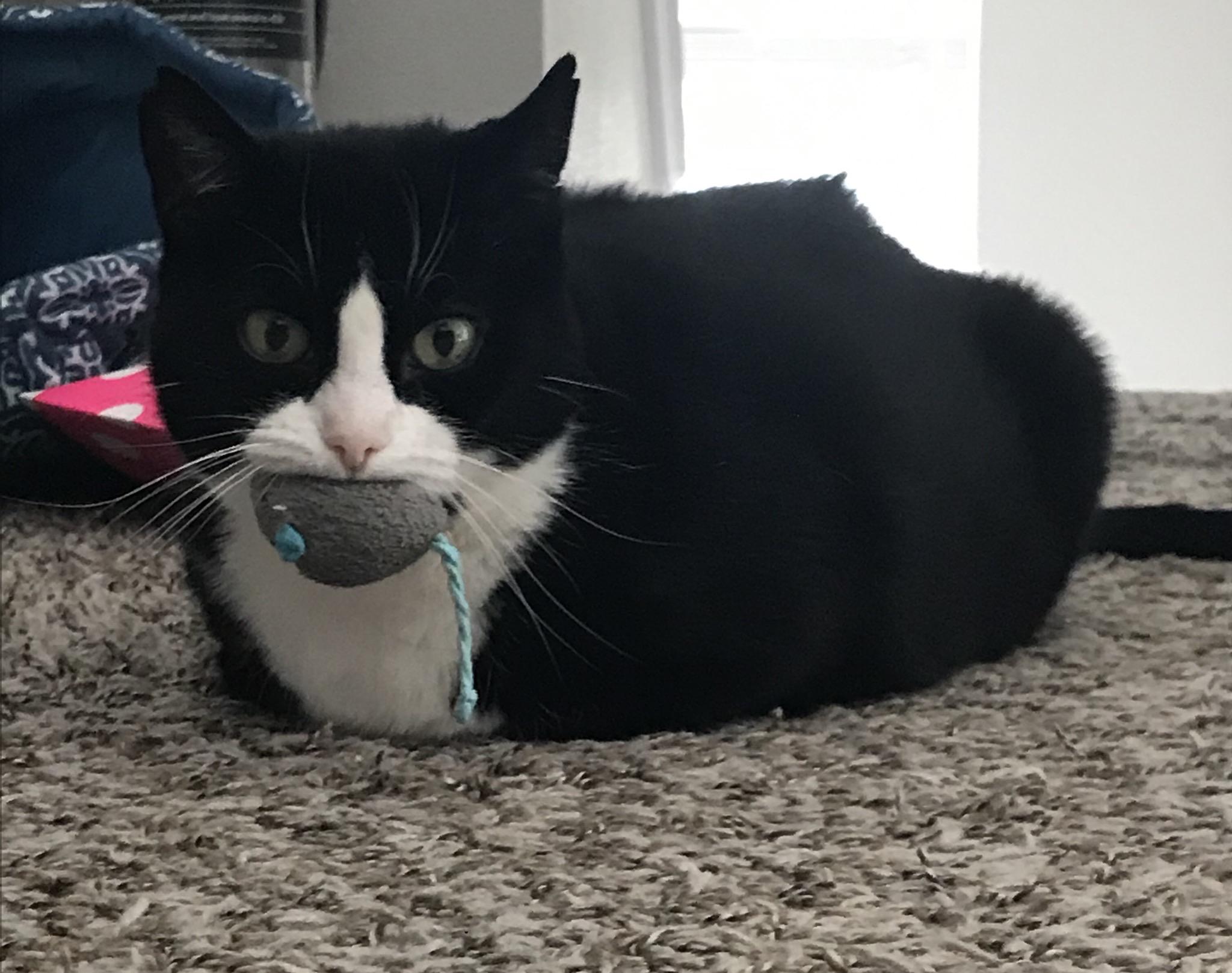 Loafing Around With Her “Kill” cats