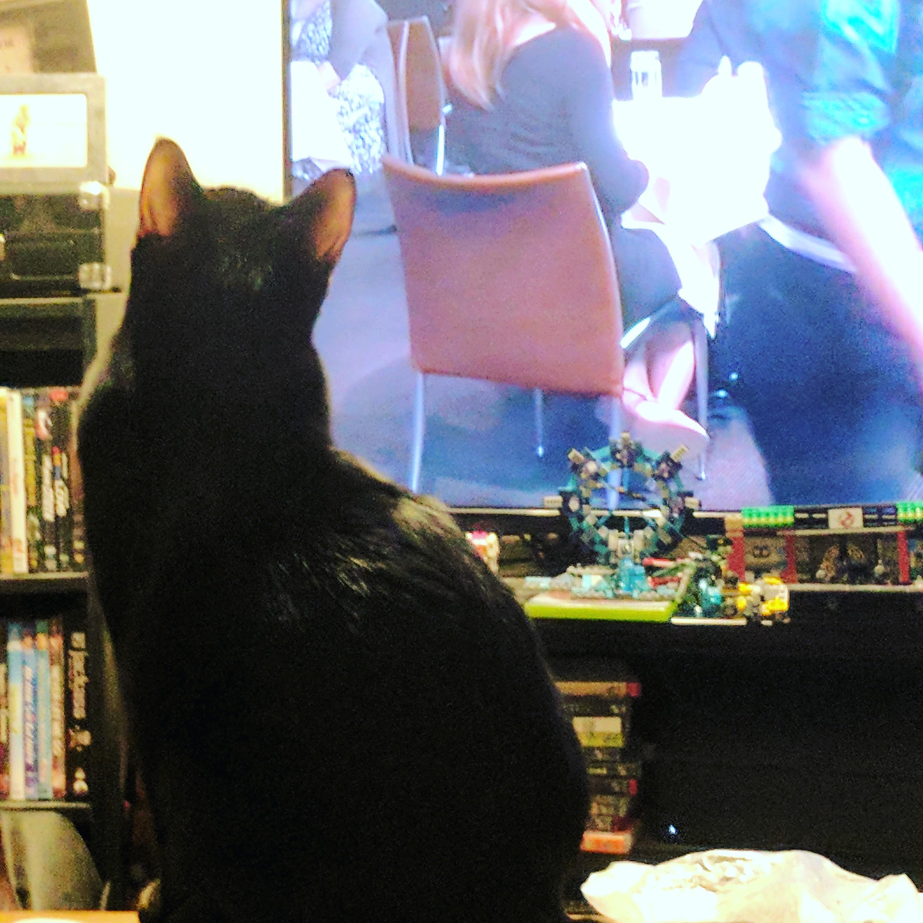 Sometimes my cat watches TV r/aww