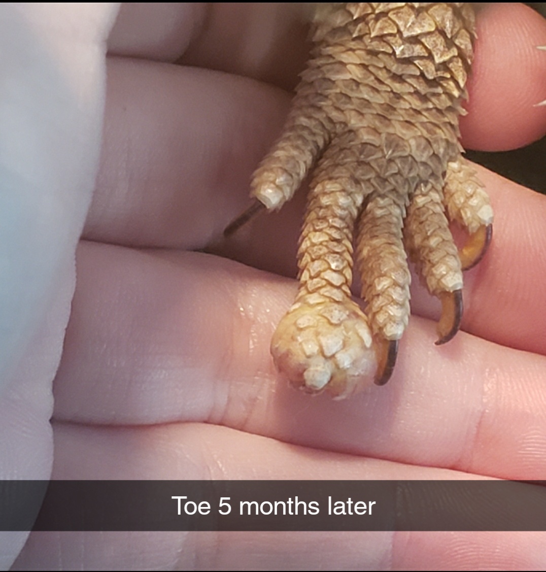 Bearded Dragon Need Help! Toe nail ripped off by dragon, went to vet no