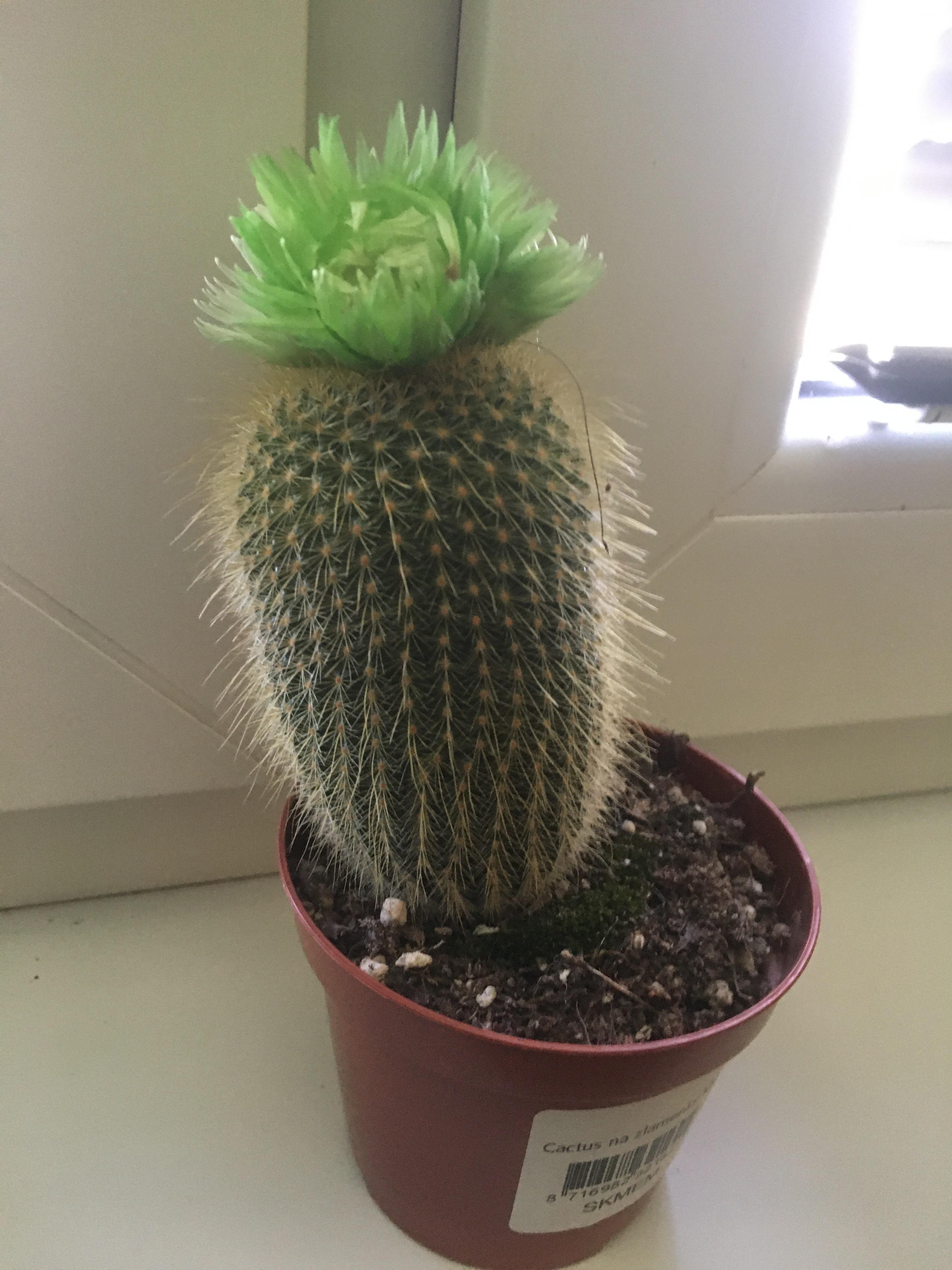 Bought a cactus with flowers only to find out they’re glued on the plant r/Wellthatsucks
