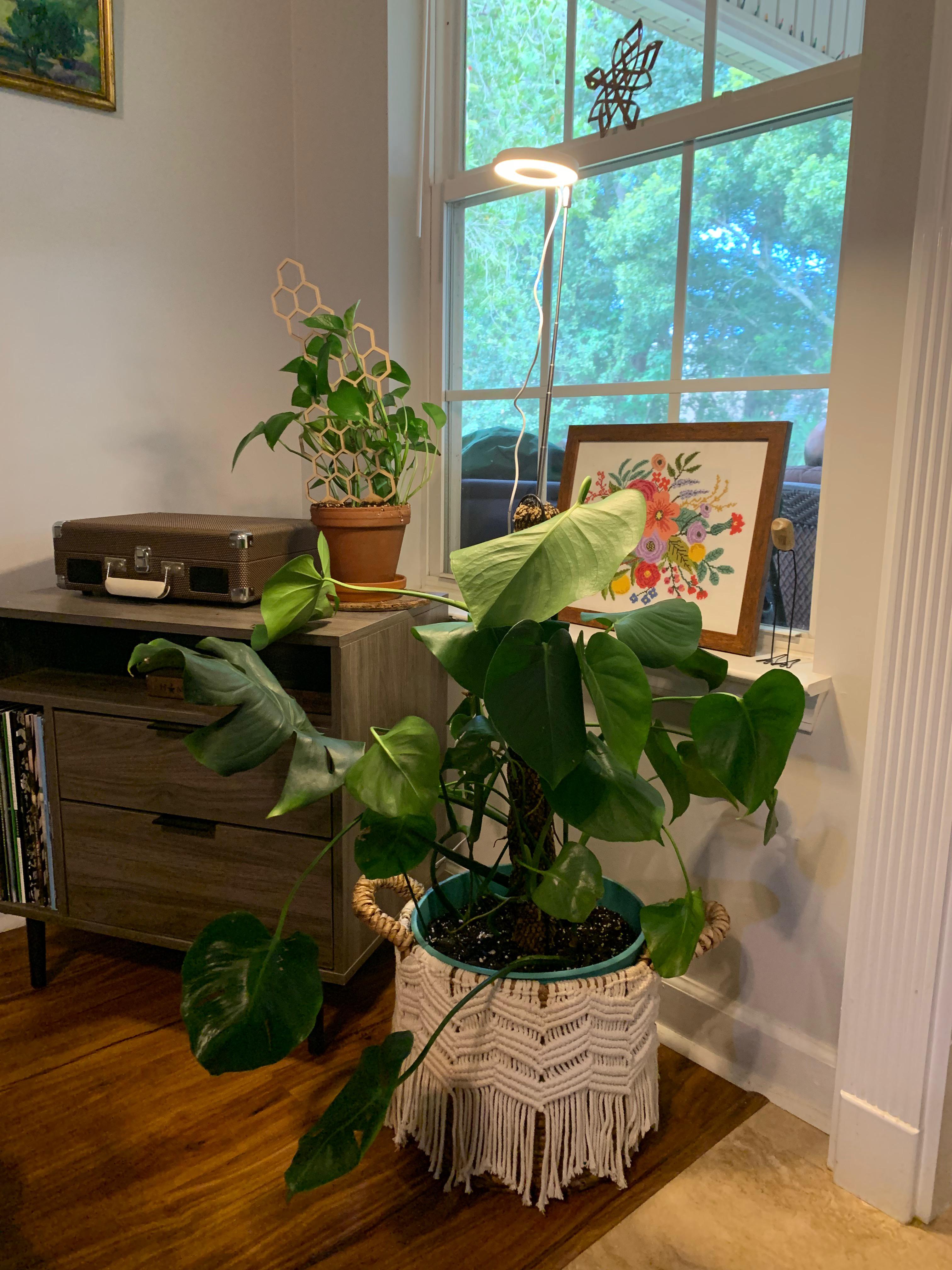 Lighting question r/Monstera