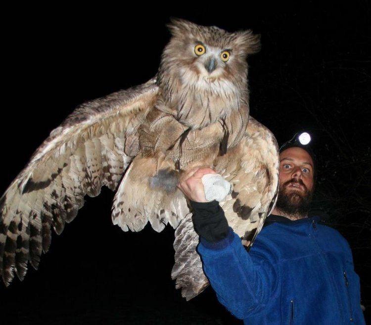 🔥 Blakiston’s Fish Owl Is The Largest Owl In The World 🔥 r