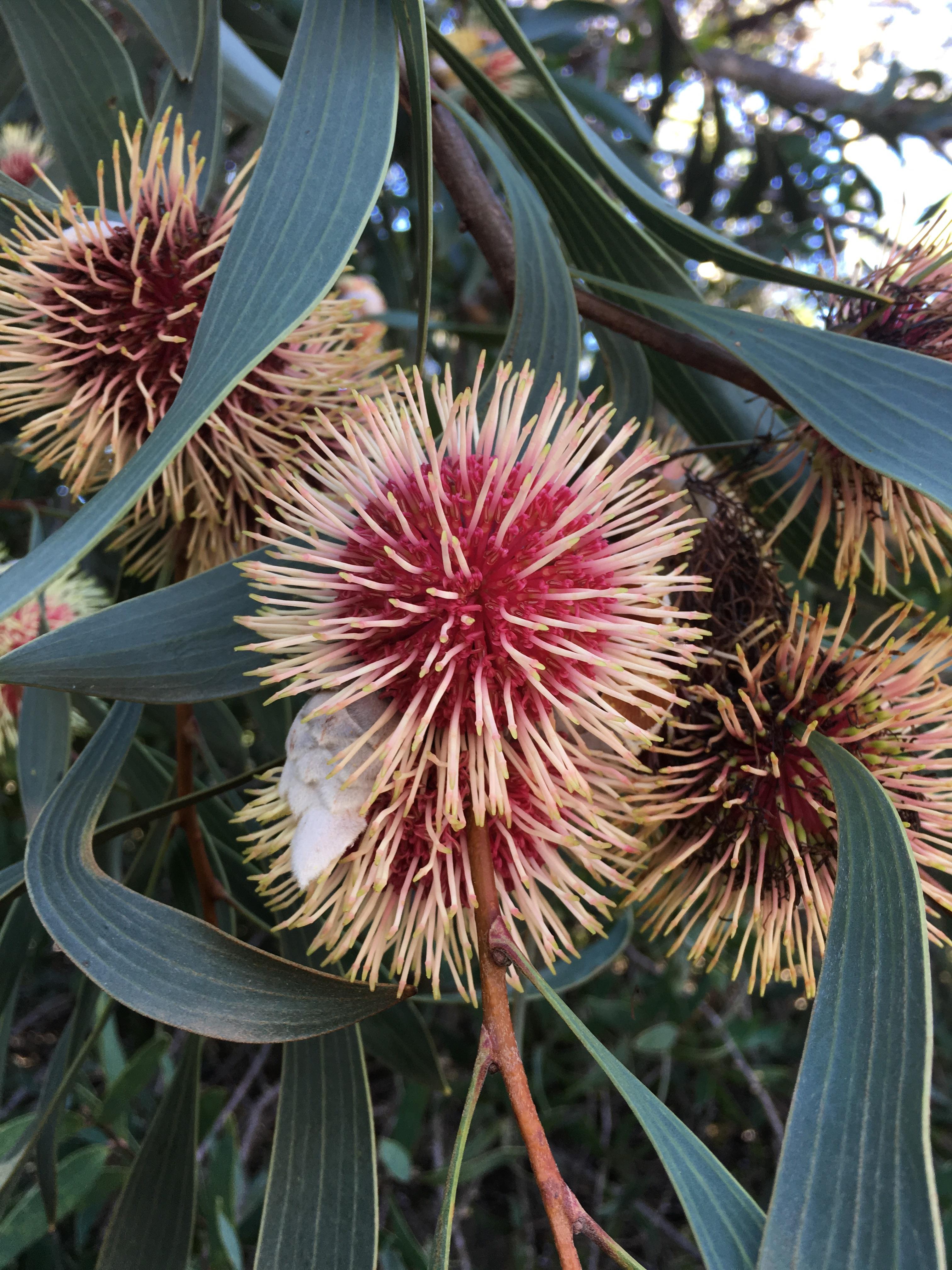 Hakea laurina (Pincushion Hakea) Botanic Gardens, Canberra r