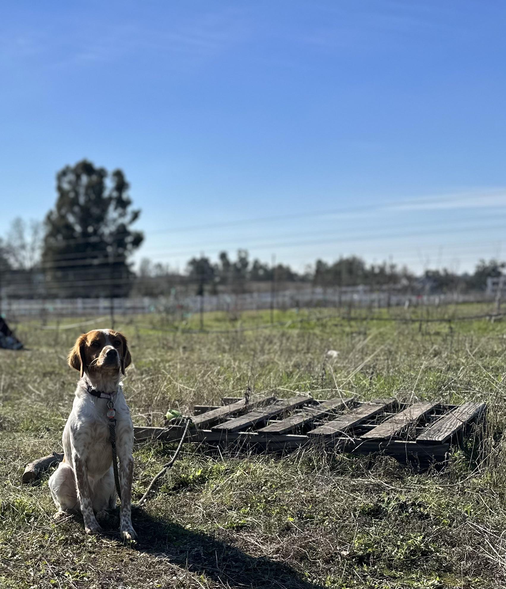 Timeout for eating turkey poop r/BrittanySpaniel