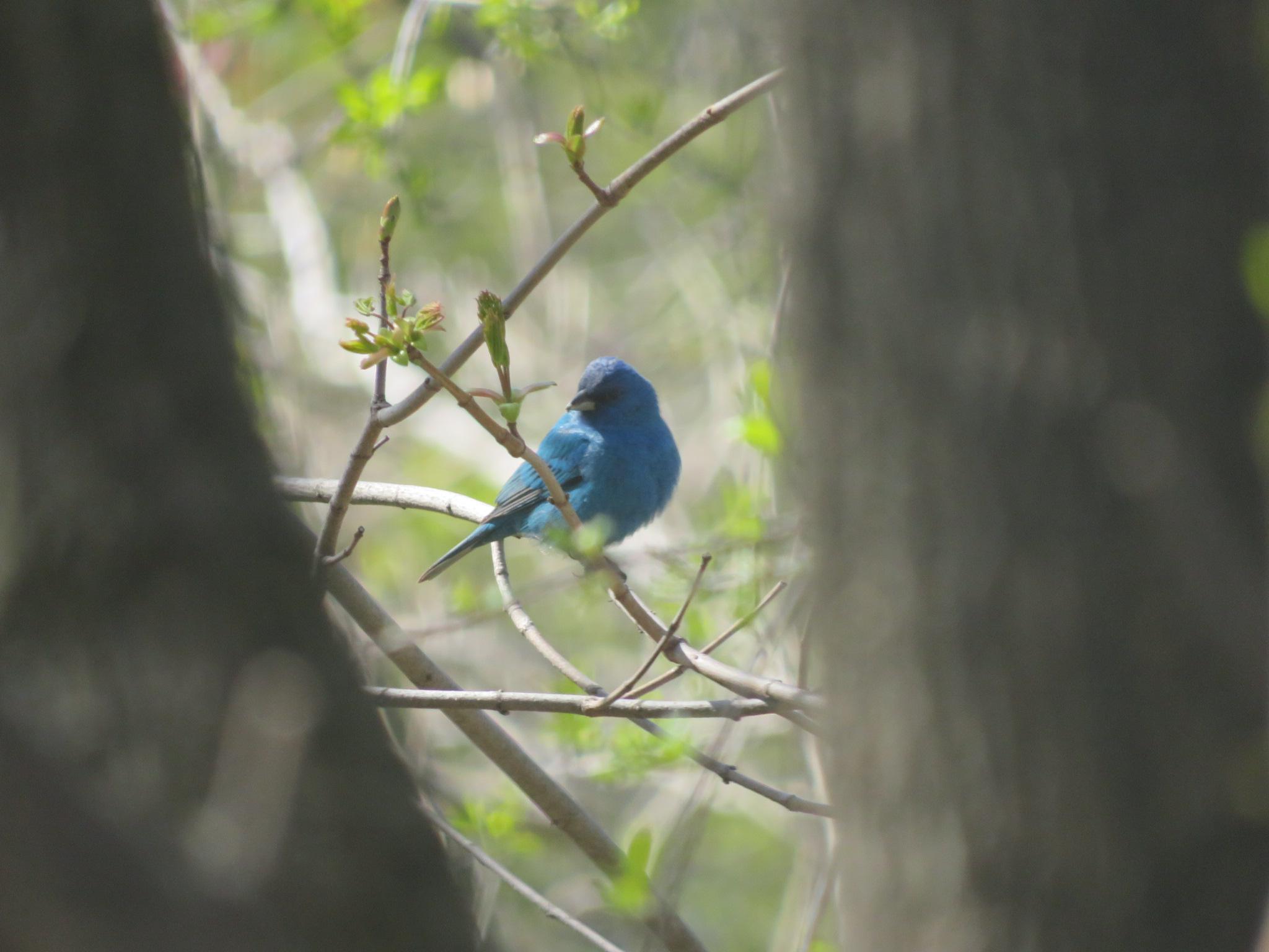 My Indigo Bunting is back for the summer! Western NY r/birdwatching