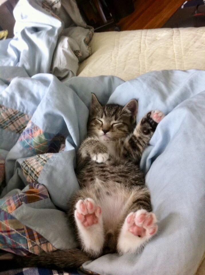The cutest little kitten paws r/aww