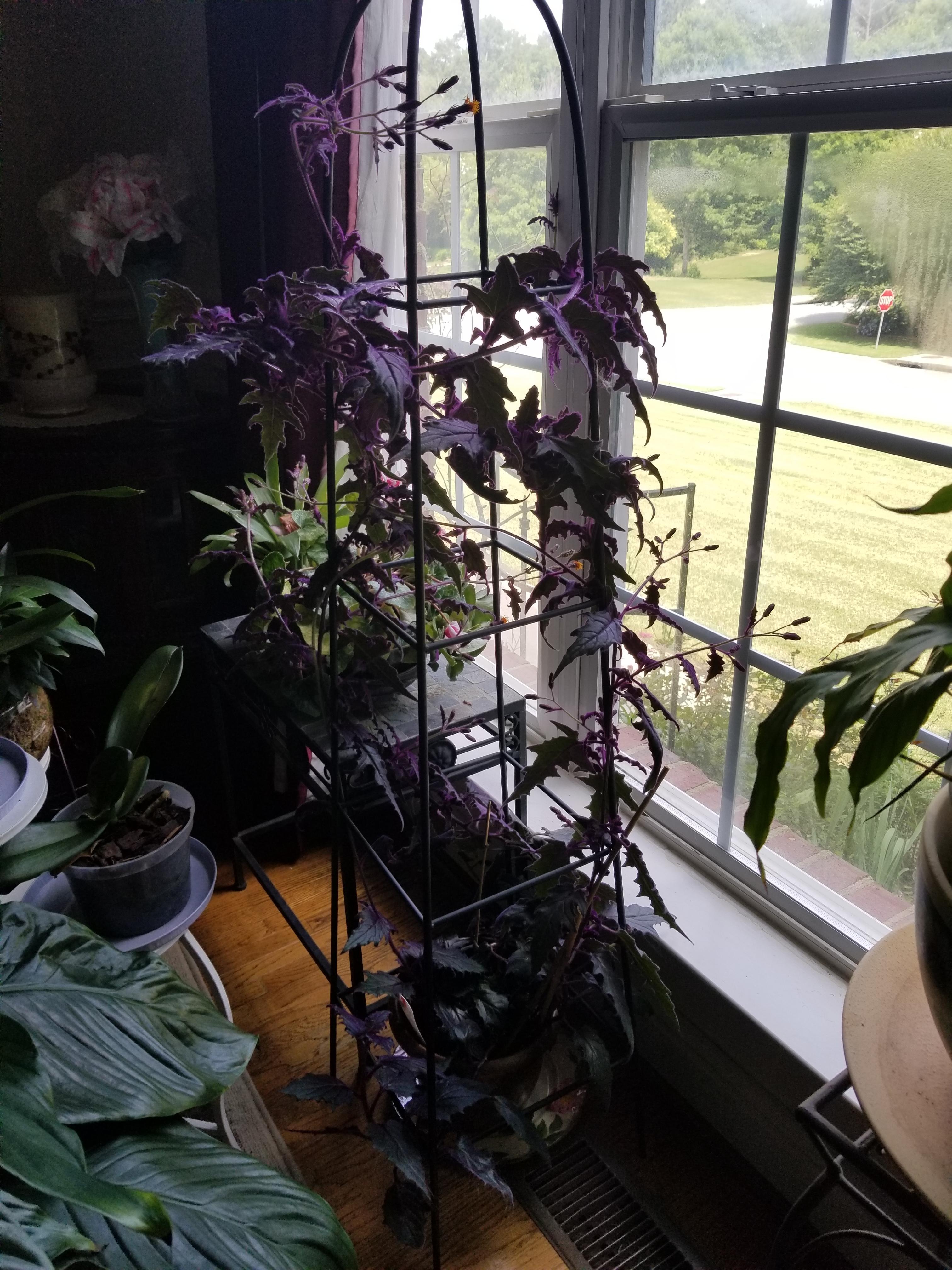 They were right the flowers on the purple passion plant smell like death. r/plants