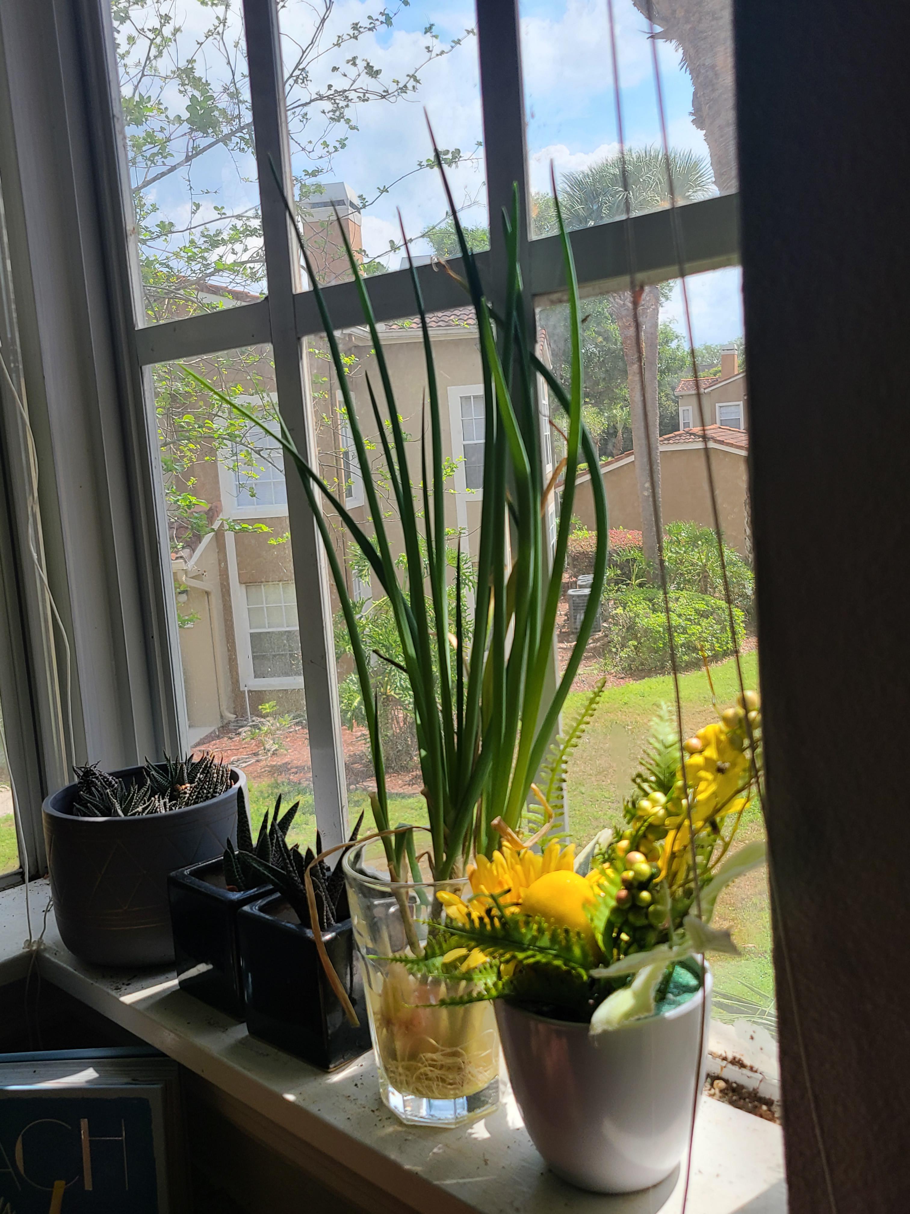 Live in an apartment with no balcony, but look at these töll boys! r