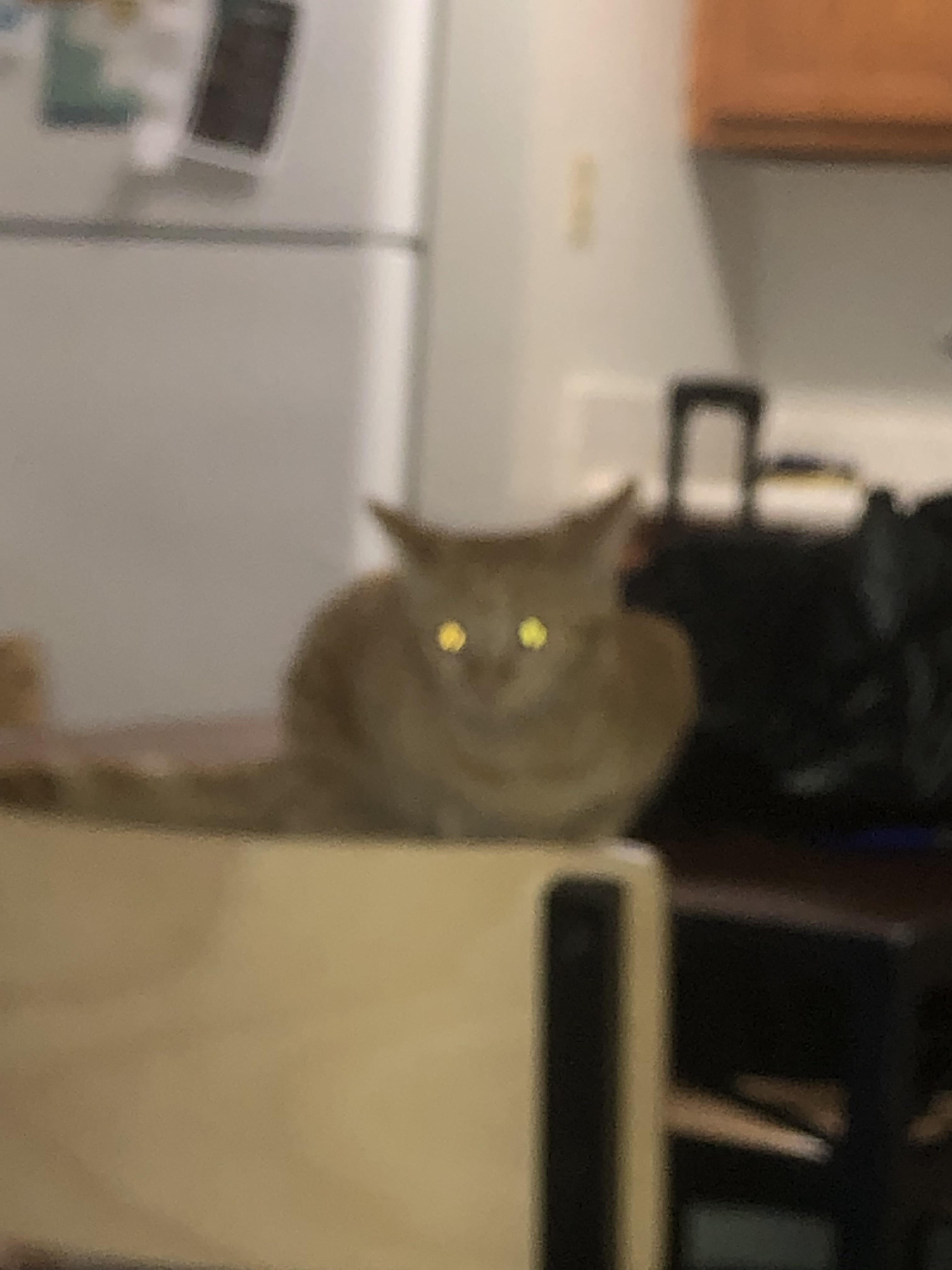 Serious question do i need to remove my cat from my room if im going to