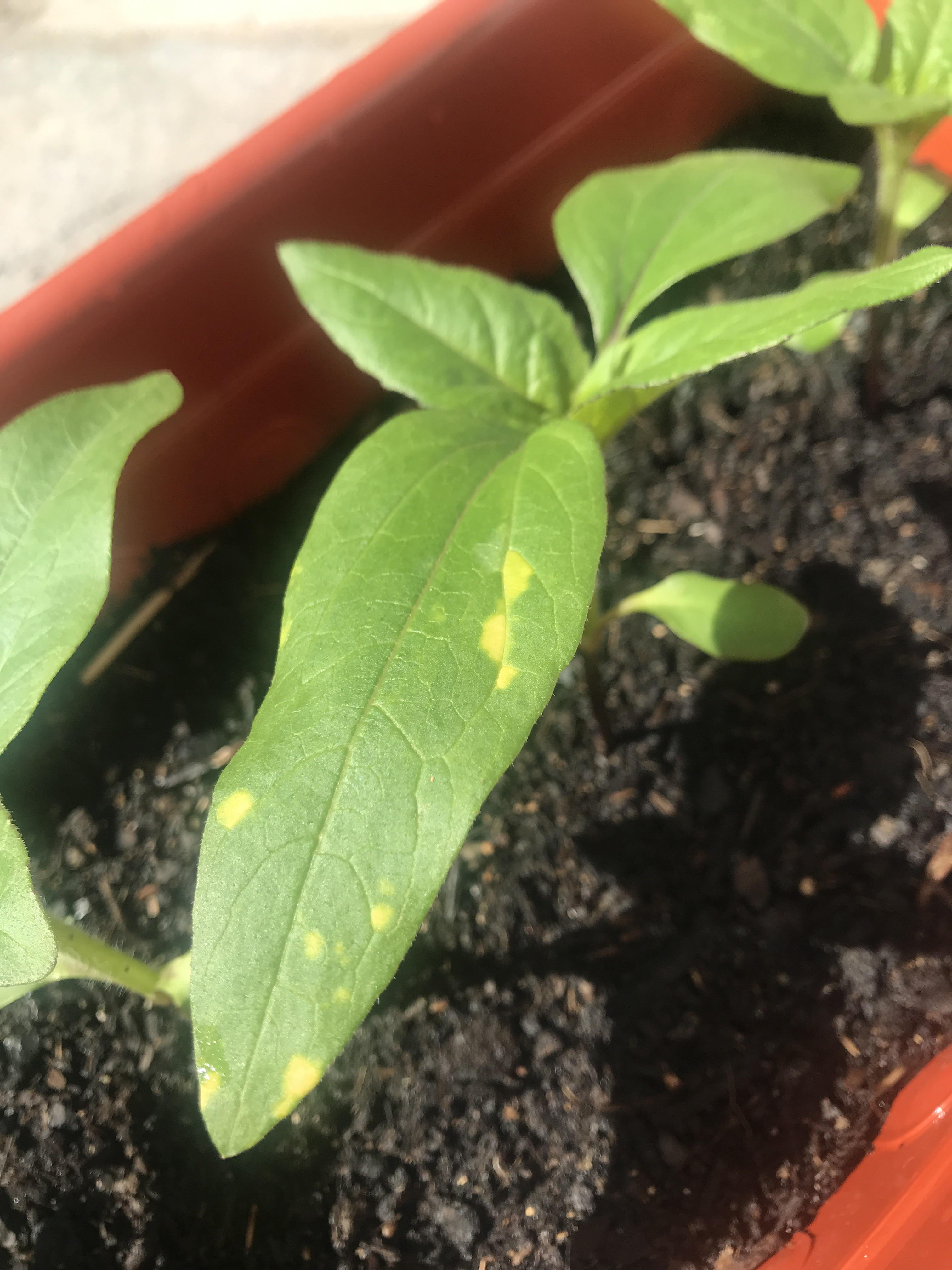 Yellow spots on sunflowers seedlings! Is this a disease and should I do