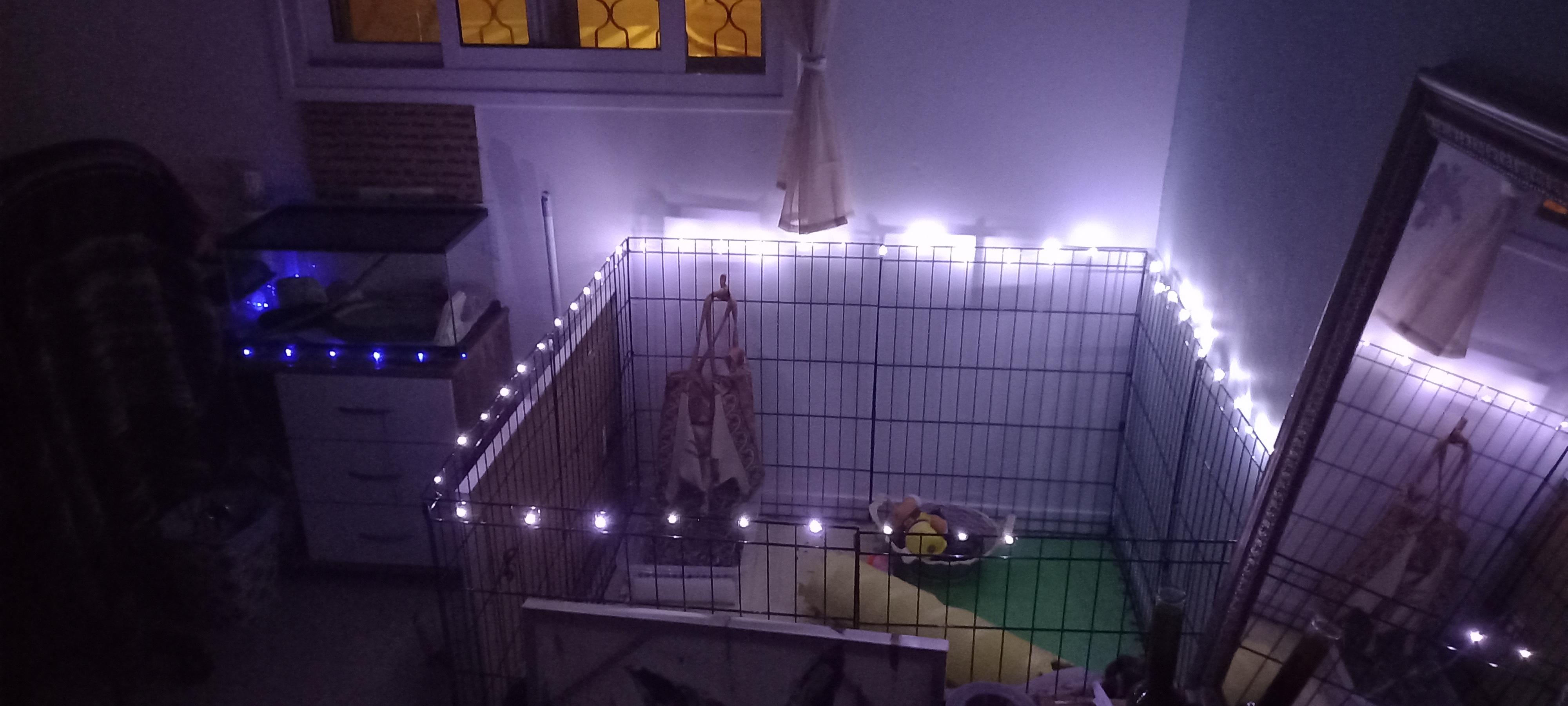 Are LED lights OKAY for rabbits ? (24/7) setup pic. r/Rabbits