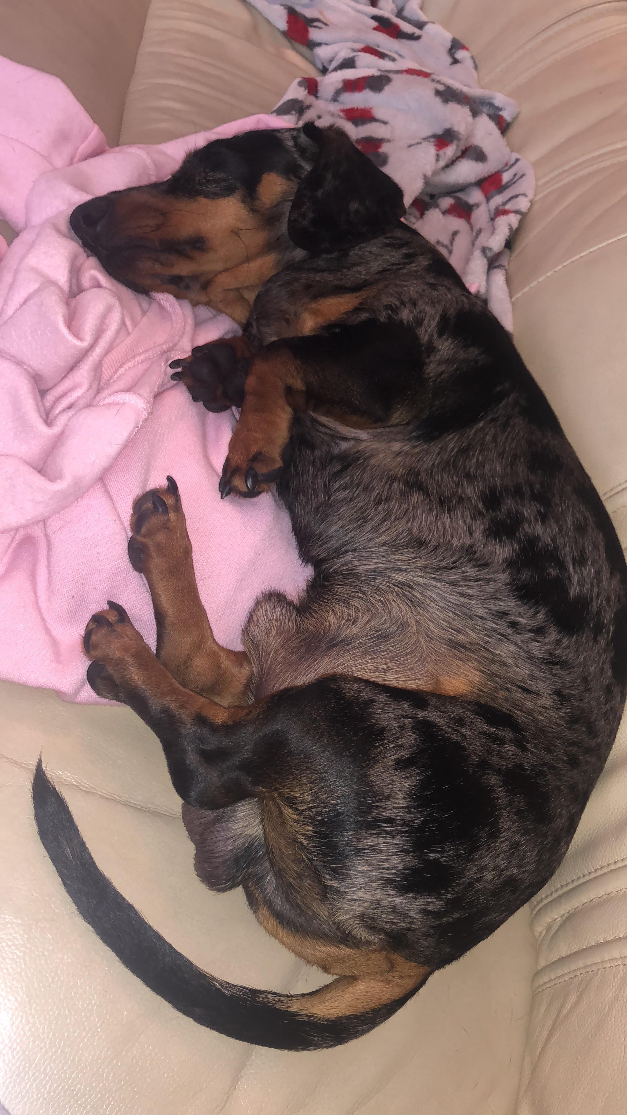 How do i get my dog to eat his food? (Plus bonus picture of him