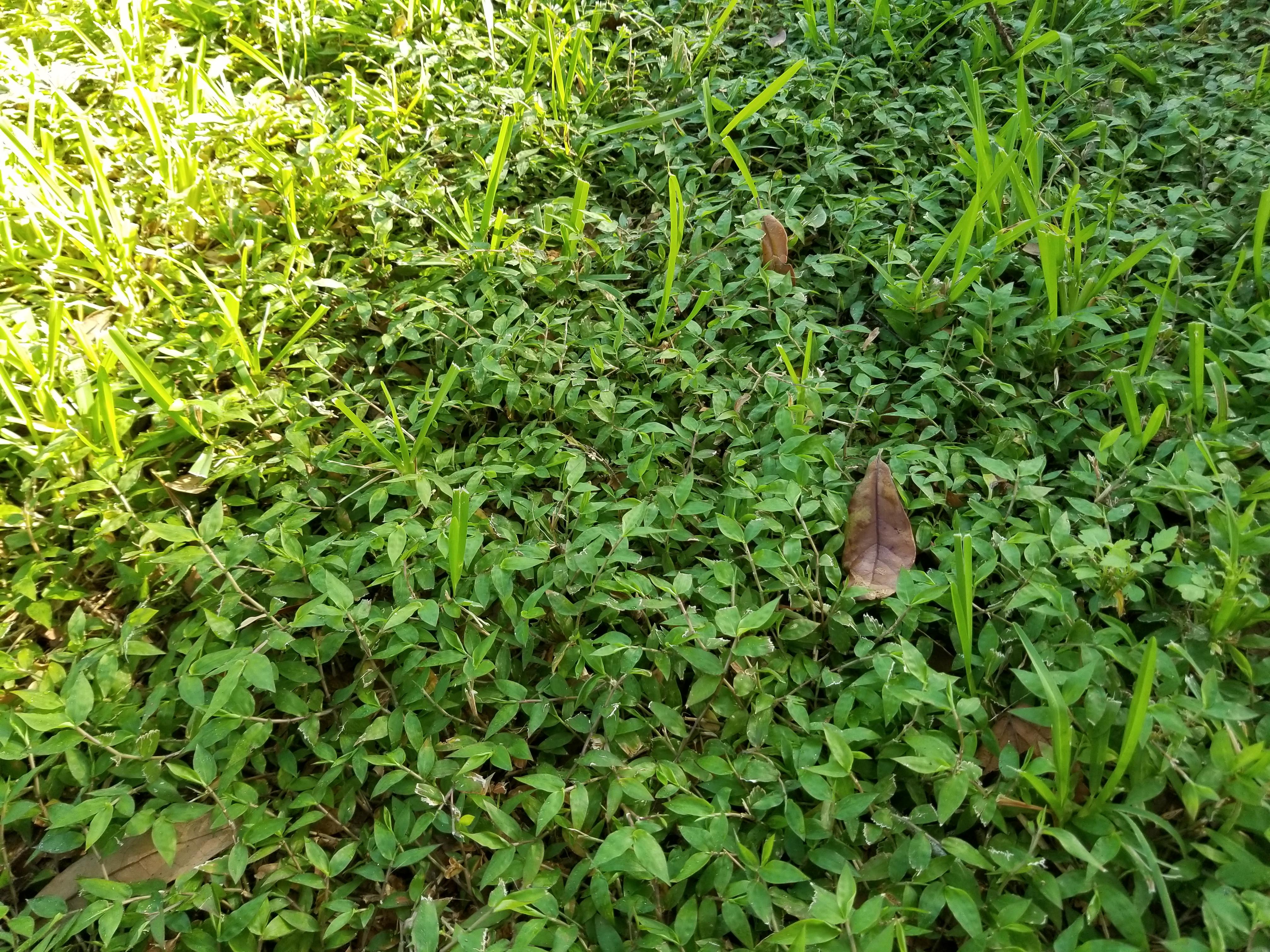 What is this ground cover plant? Found in coastal Alabama in Zone 8b