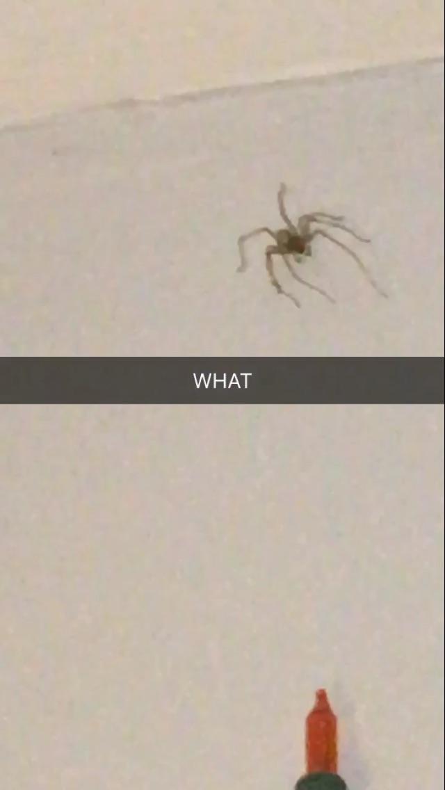 Spider crawl in the corner, brown recluse r/donaldglover