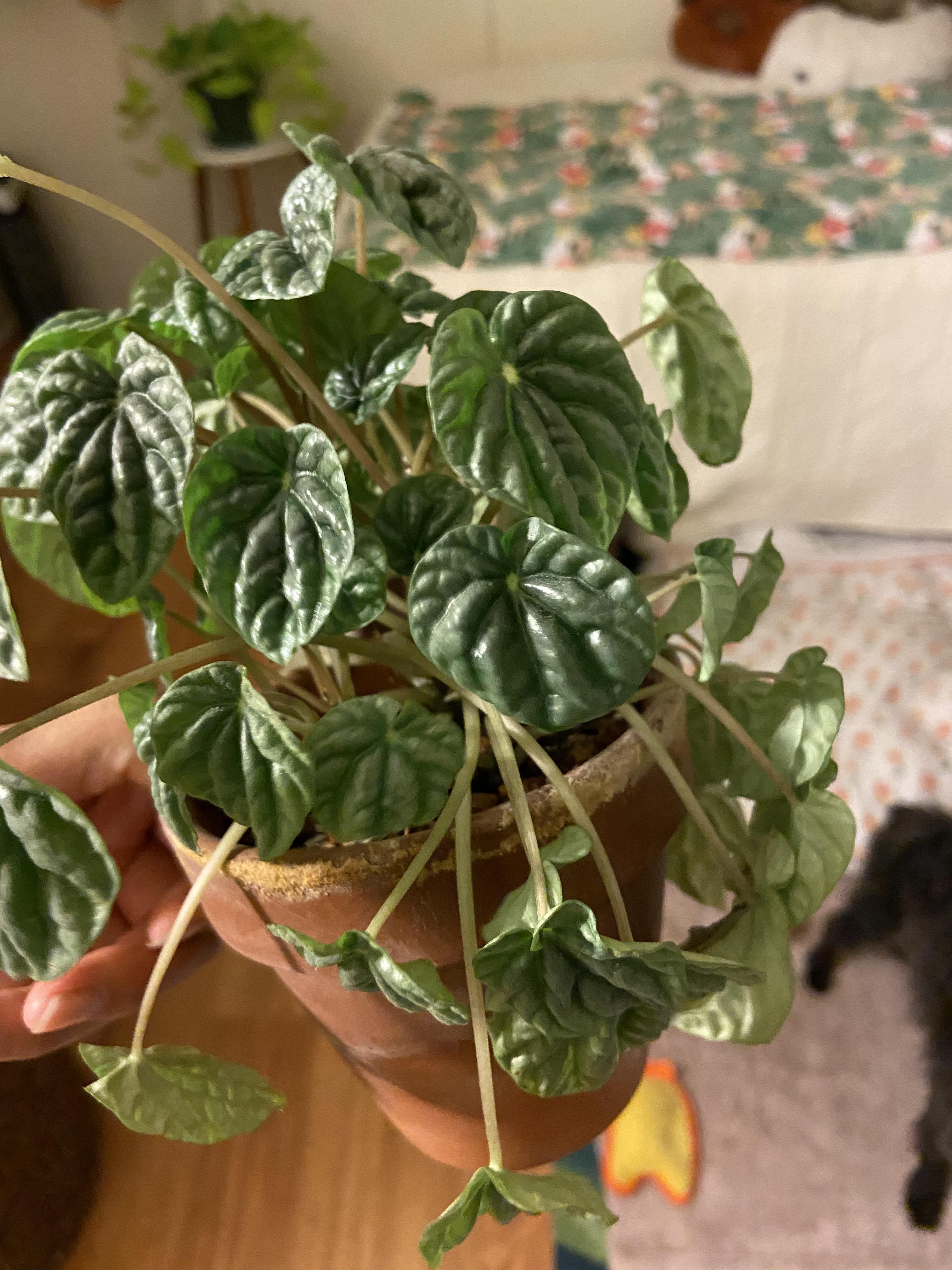 Peperomia drooping and dropping leaves. Leaves aren’t turning