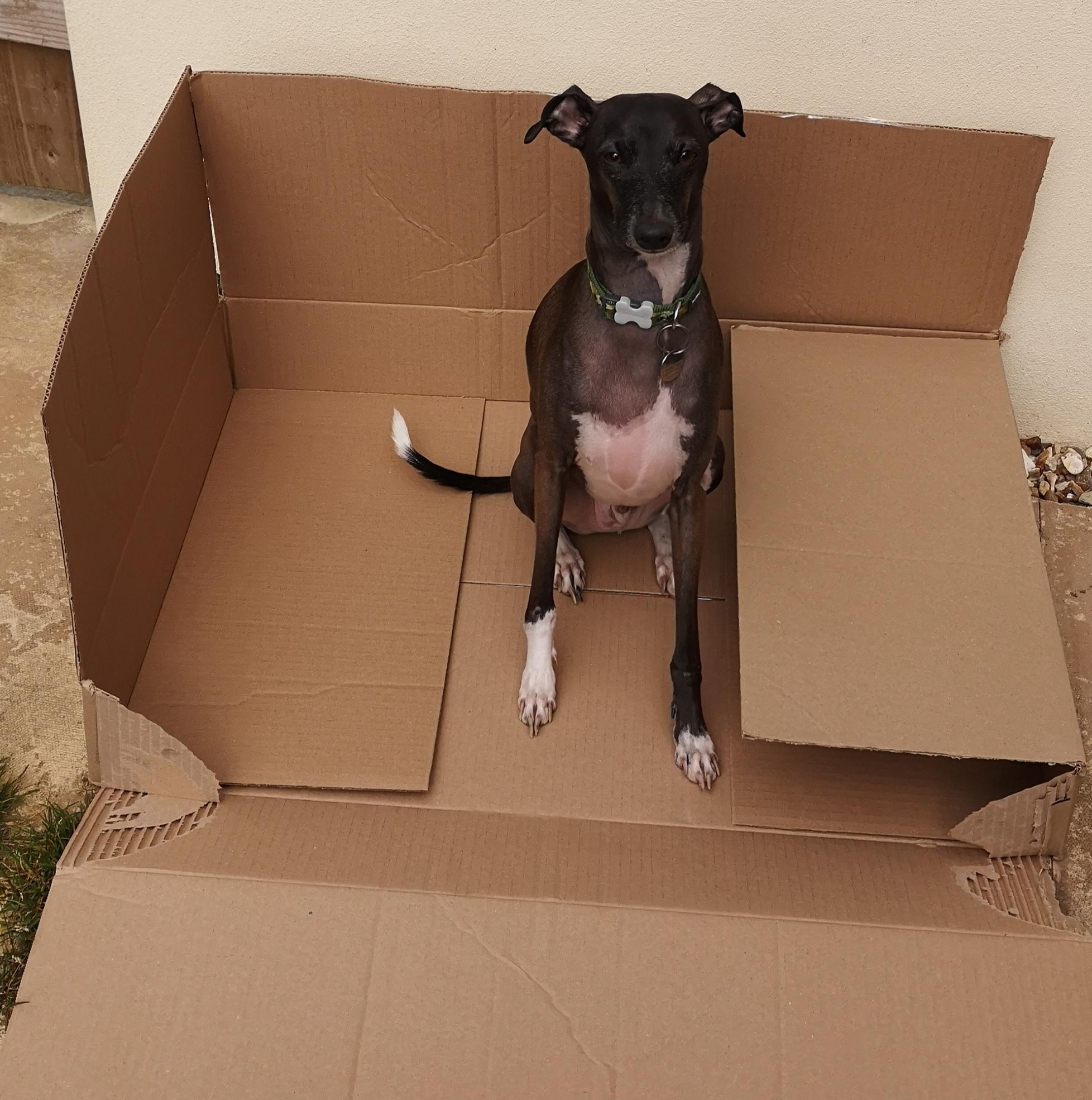 Jeffrey (2) 'helping' with the recycling r/Greyhounds