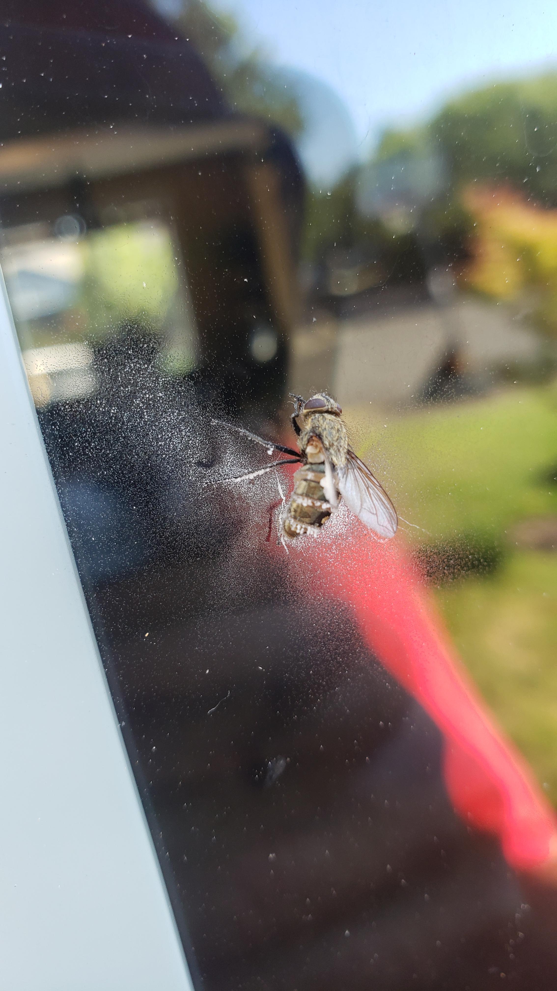 Found all over town New Castle Indiana WhatIsThisFungus