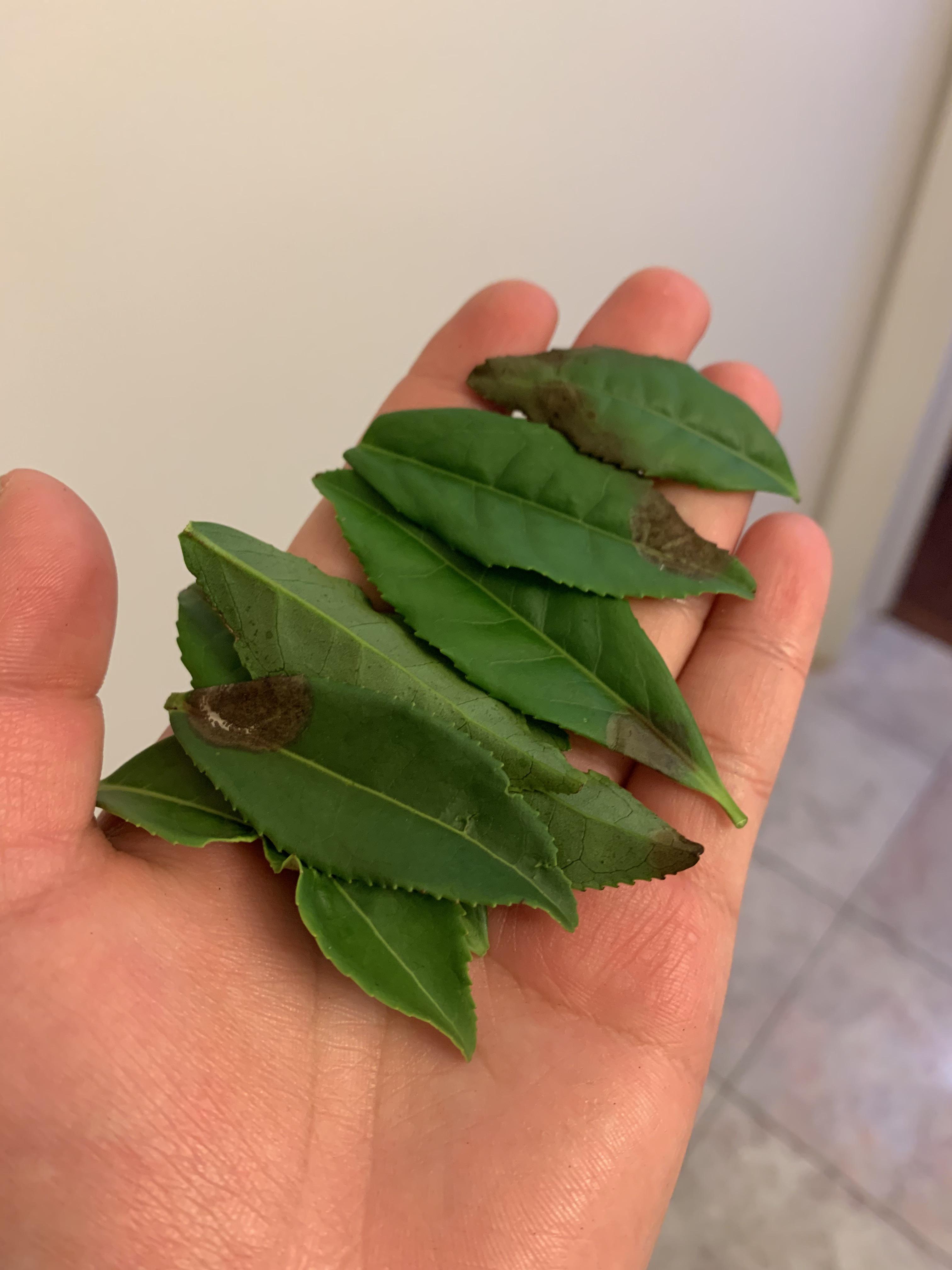 Help! Brown spots on Camellia sinesis leaves. Repotted a week ago