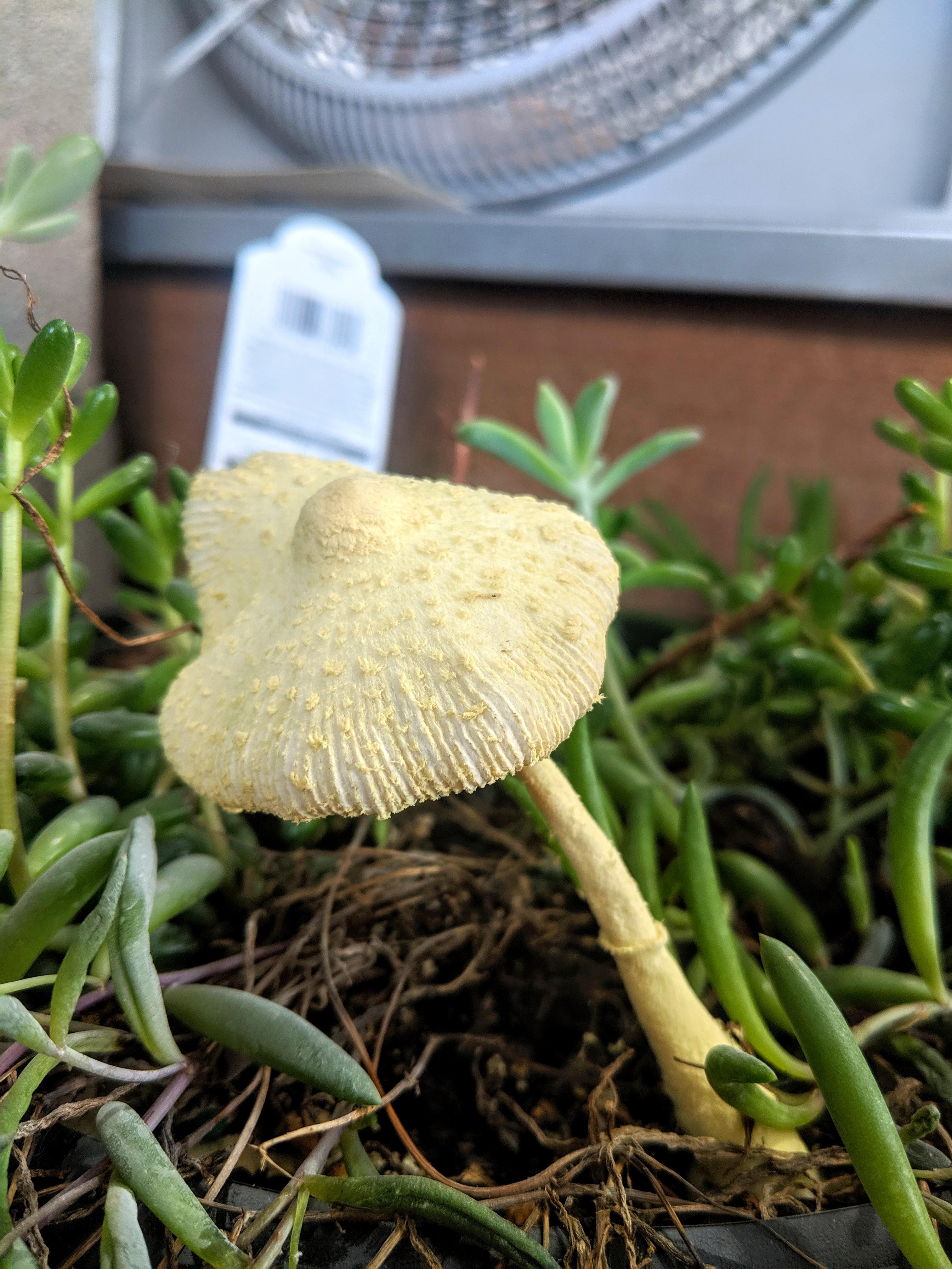 Help identifying this mushrooms growing in a bowl with a bunch of succulents. Found at my job in