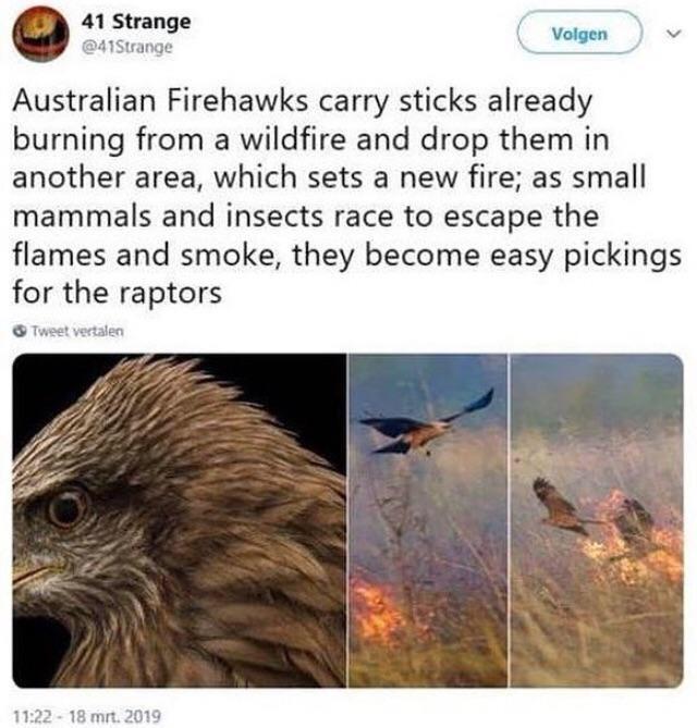 Birds burn forests r/BirdsBeingDicks