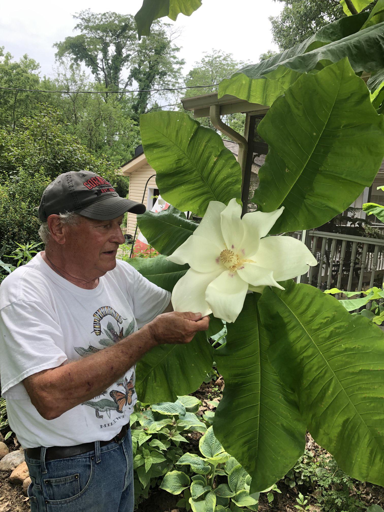 Check out my father with a bigleaf magnolia he grew from a seed