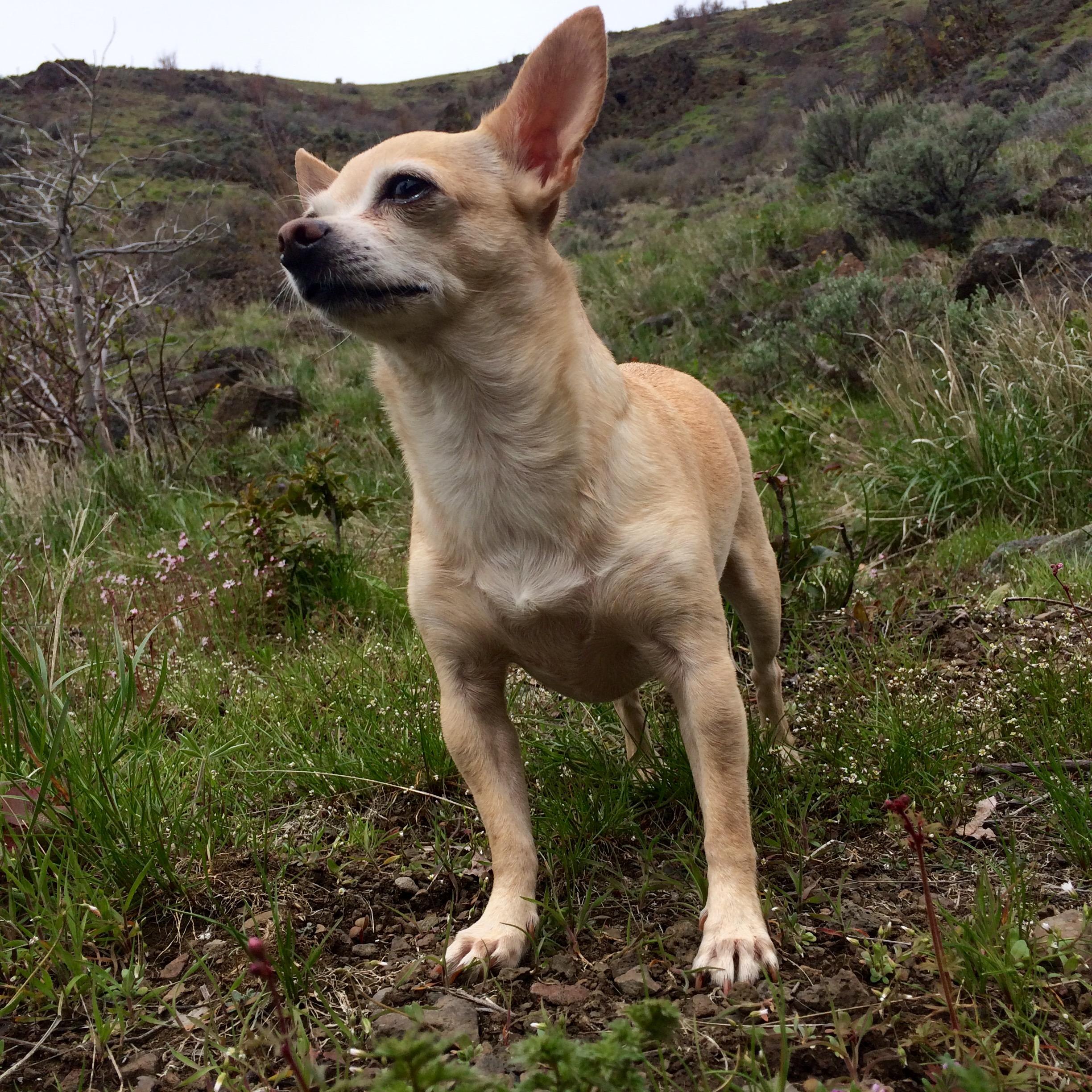 Lilly of the wild, striking a midhike pose r/Chihuahua