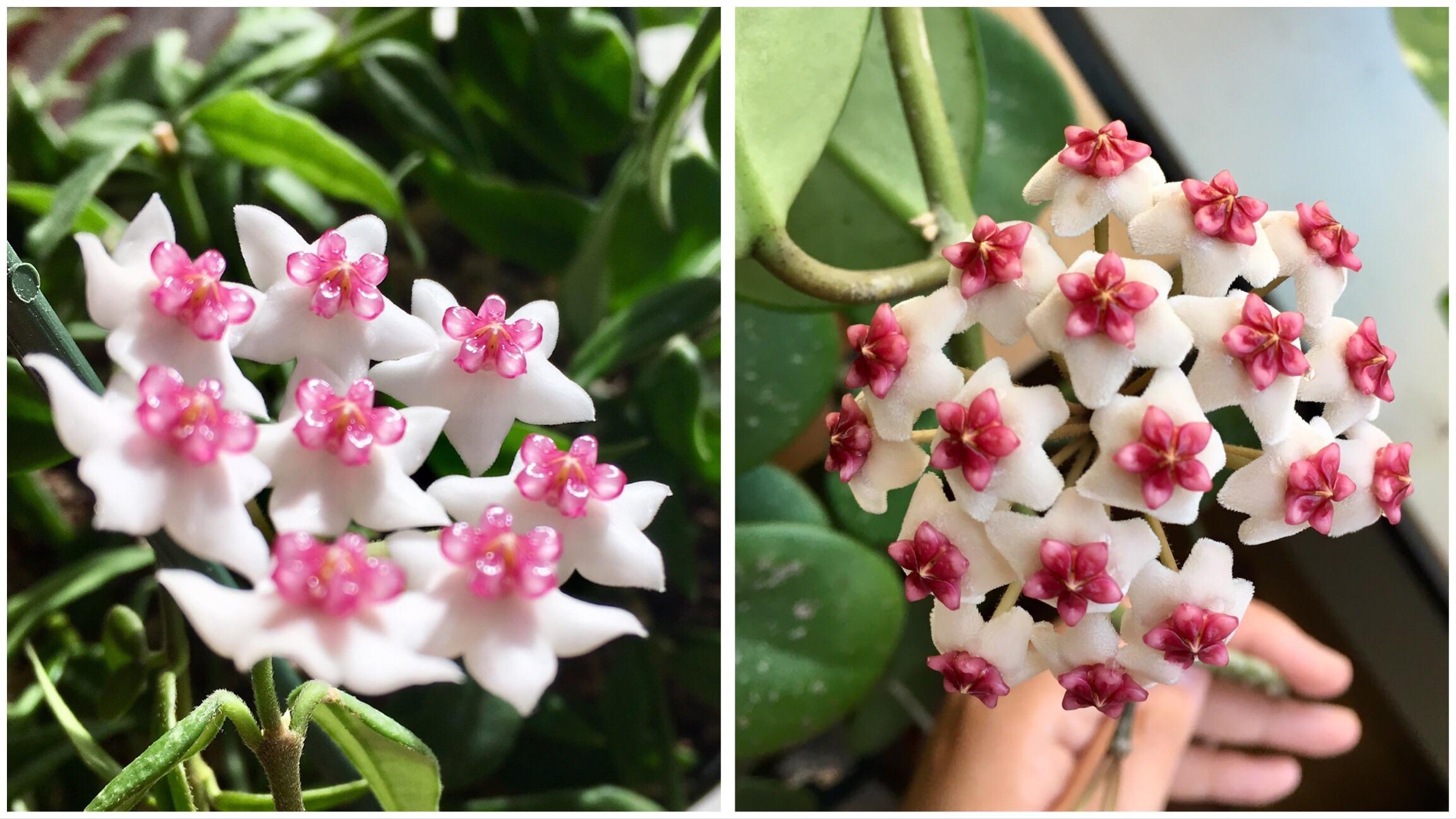 Two of my hoyas are flowering at the same time! r/houseplants