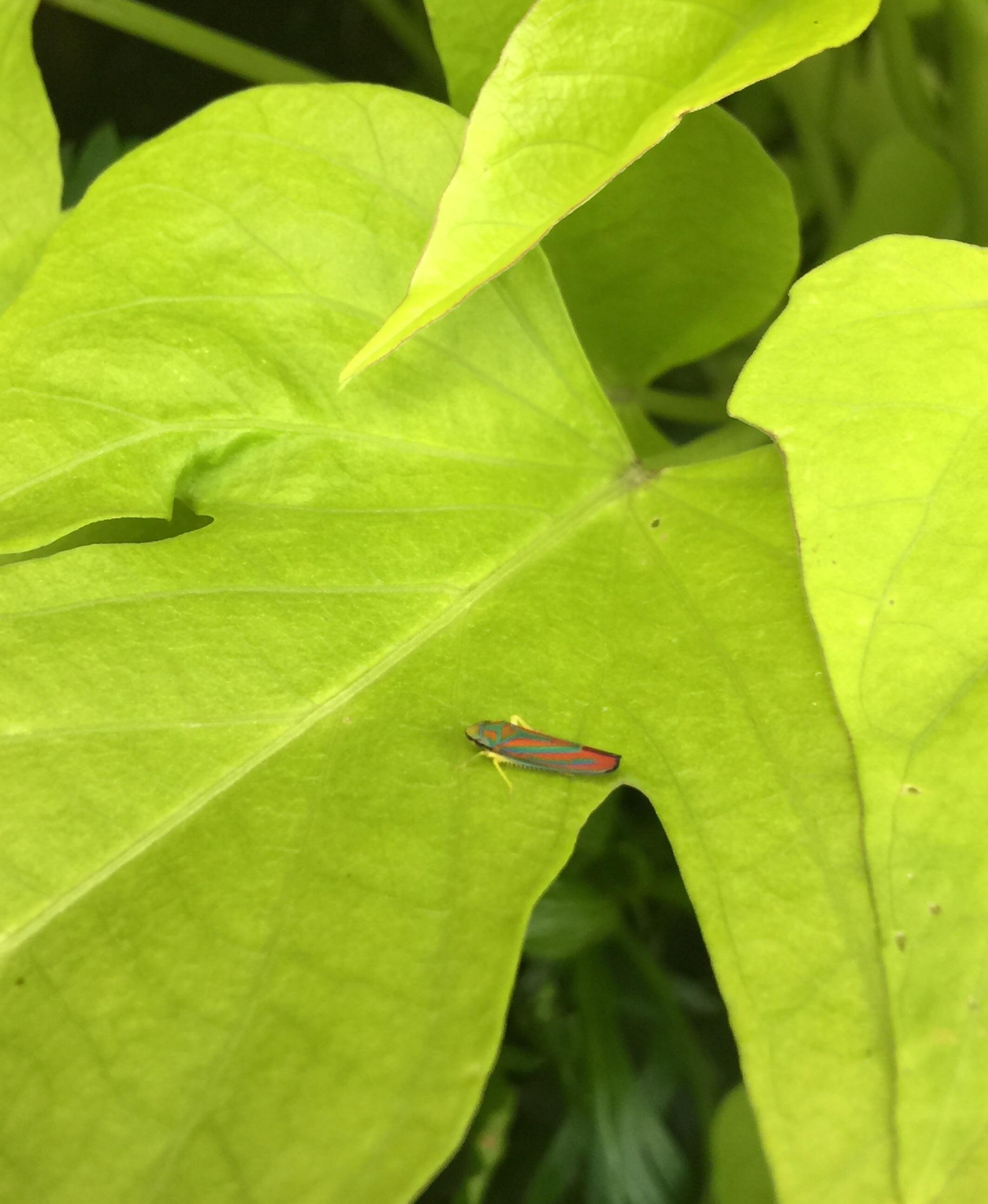 What’s eating my plants? r/whatsthisbug