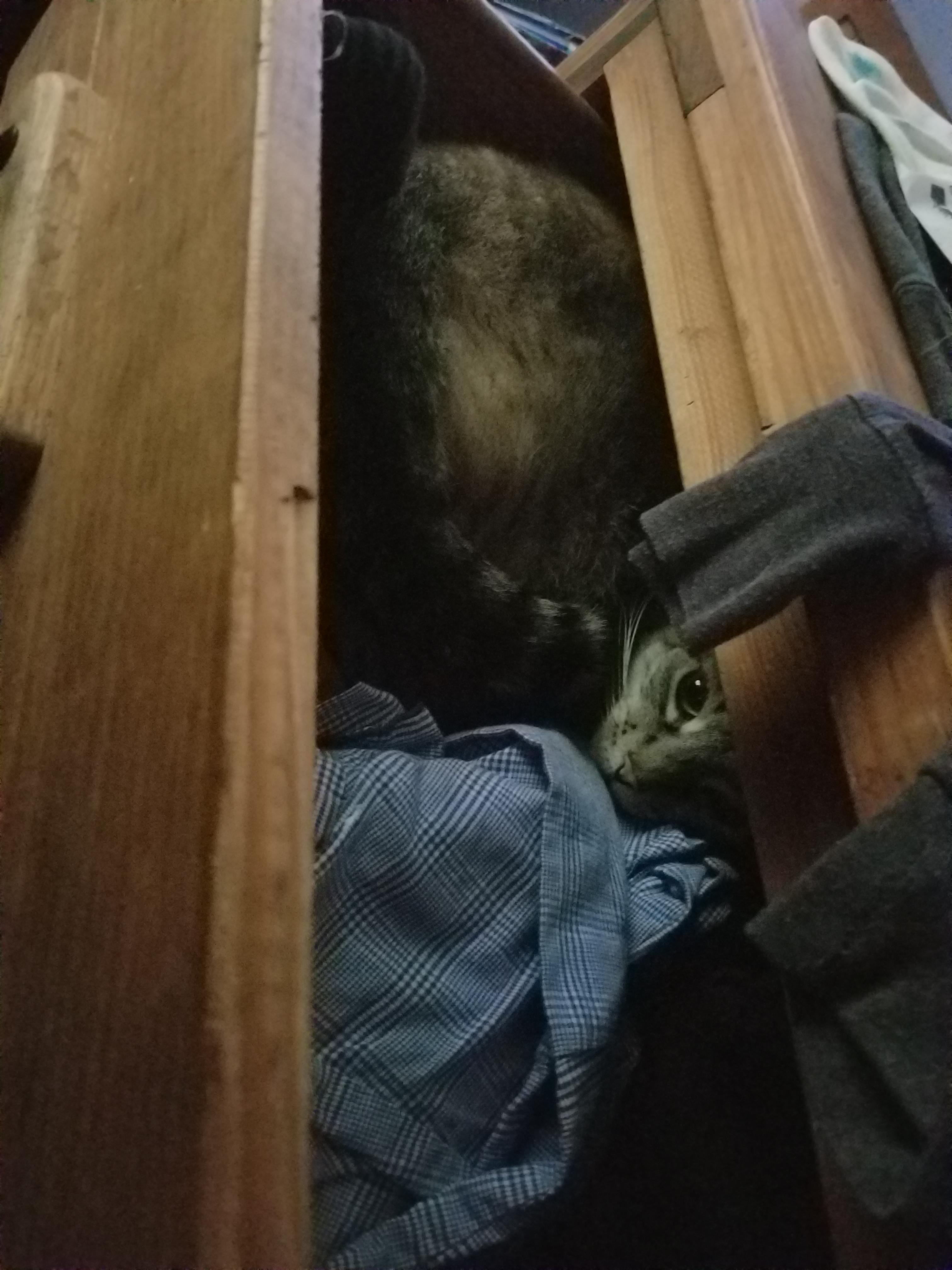 I found my cat hanging out in my clothes drawer. r/cats