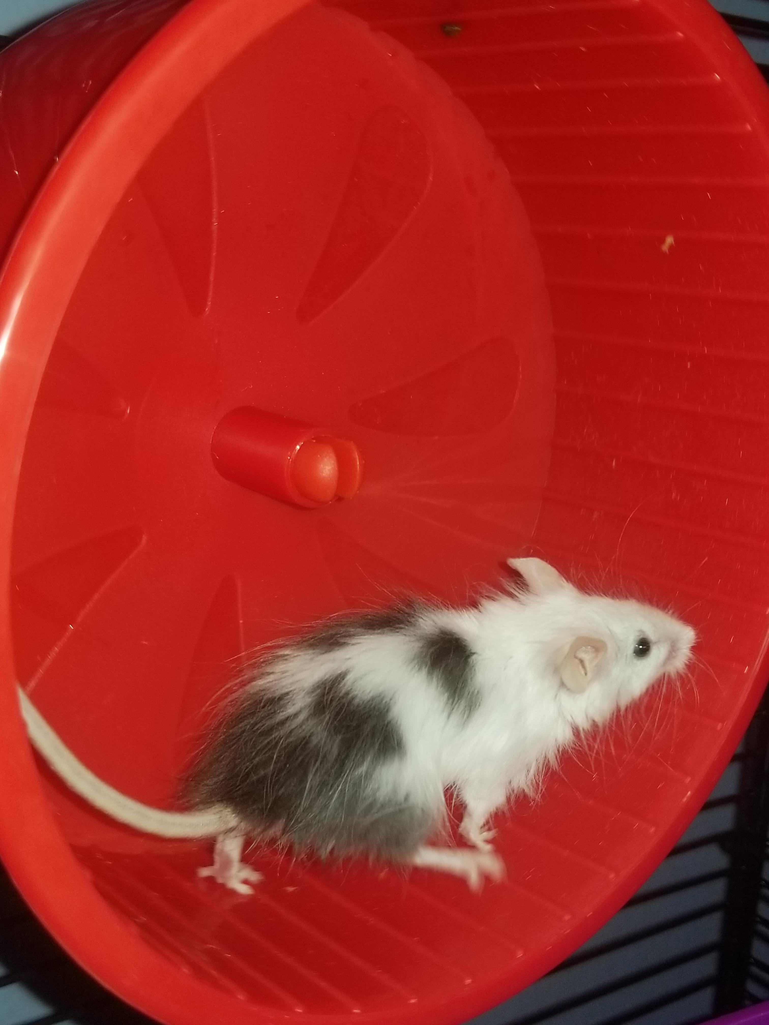 New owner how can I make my mice more comfortable with me? r/PetMice