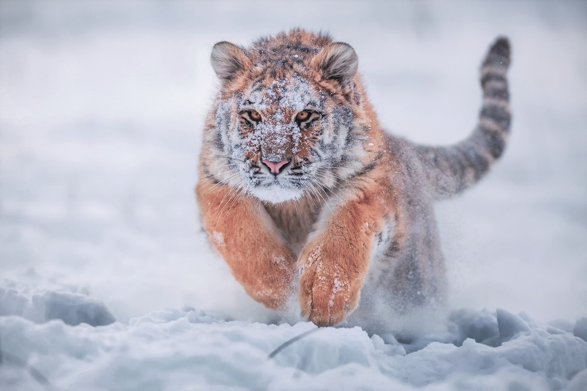 Siberian Tiger running through the snow. Majestic. r/natureismetal