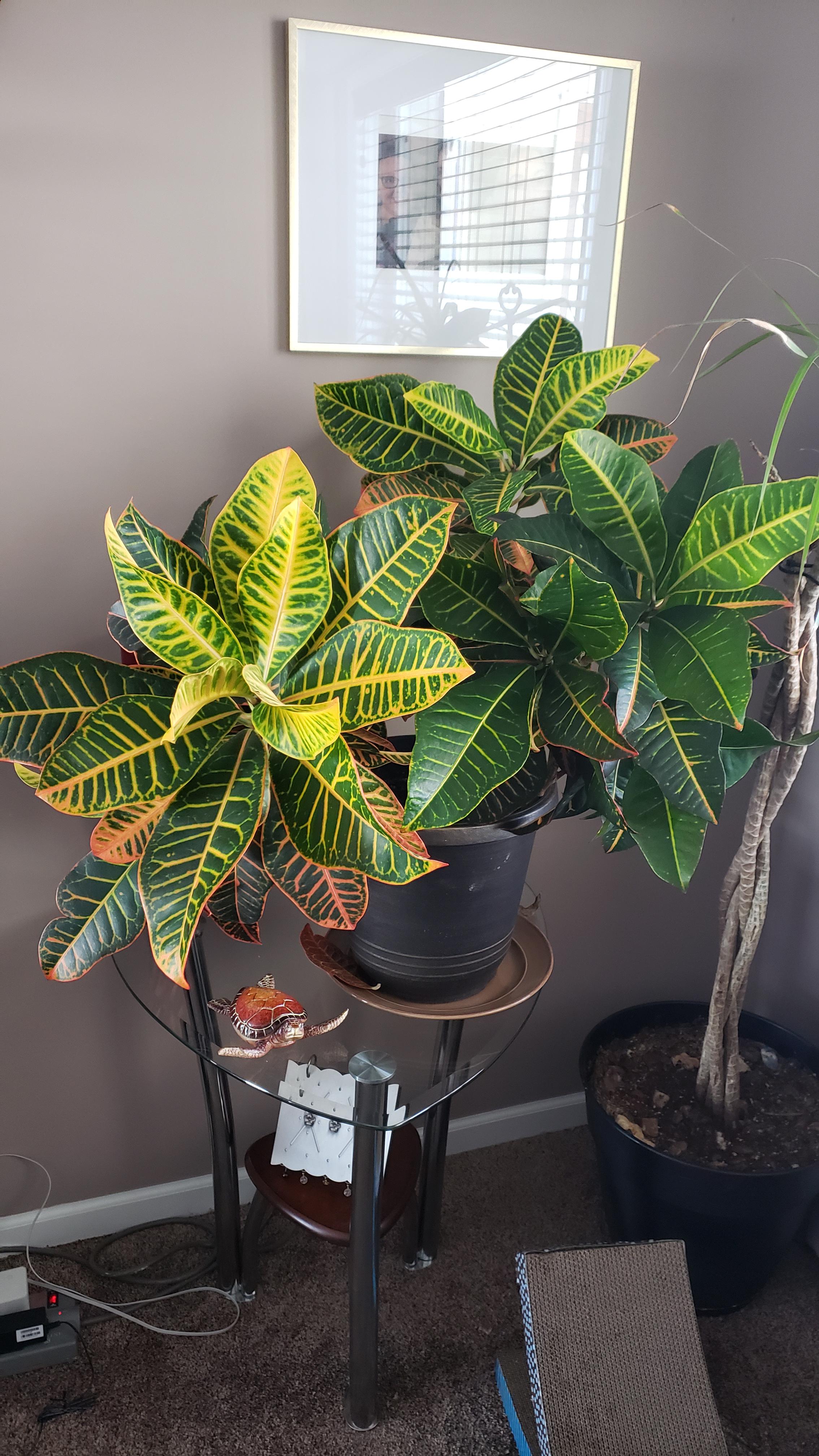 Just bought a moisture meter. Need to identify these houseplants so I