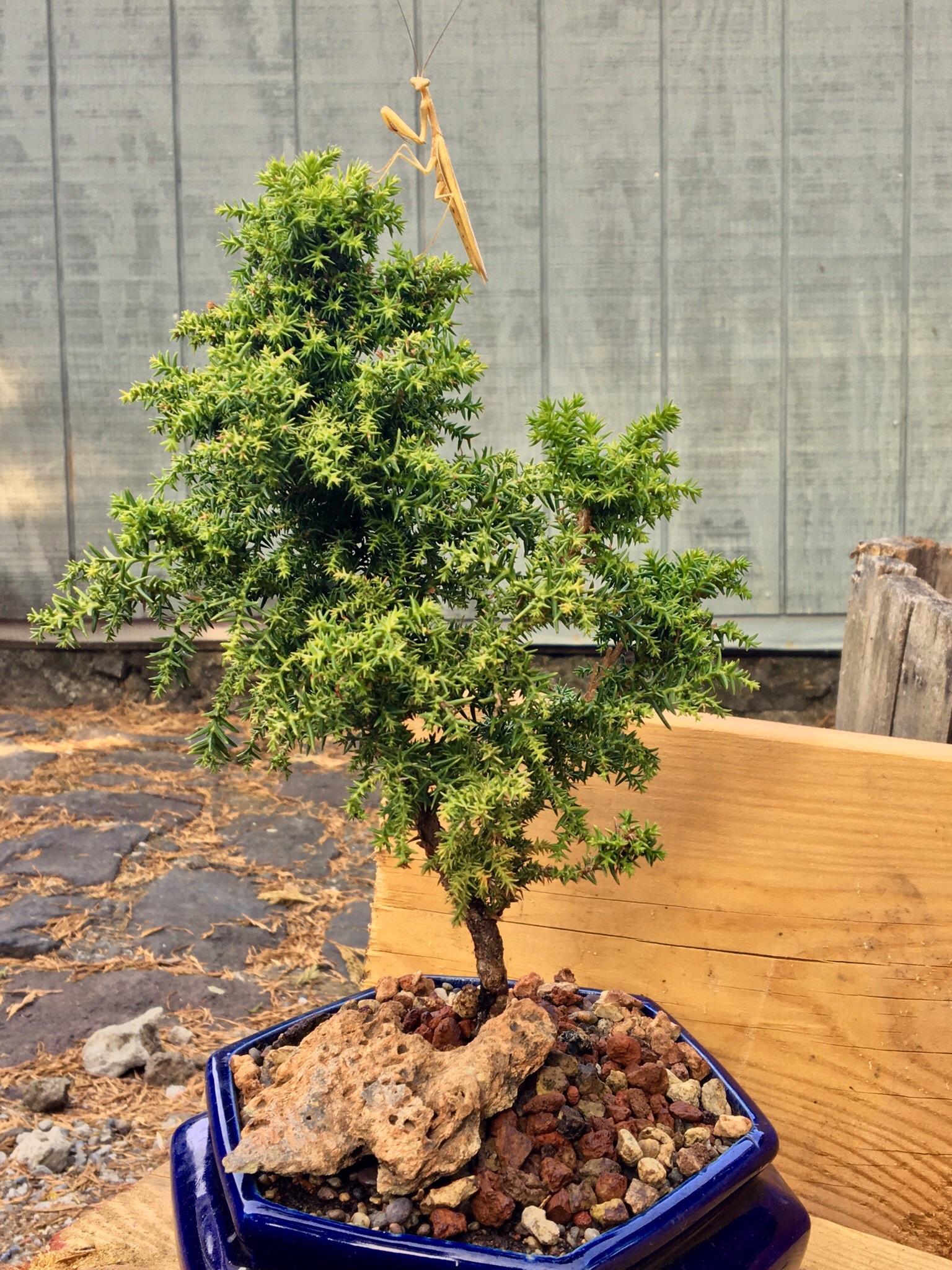 Giant bug or tiny tree? Bonsai