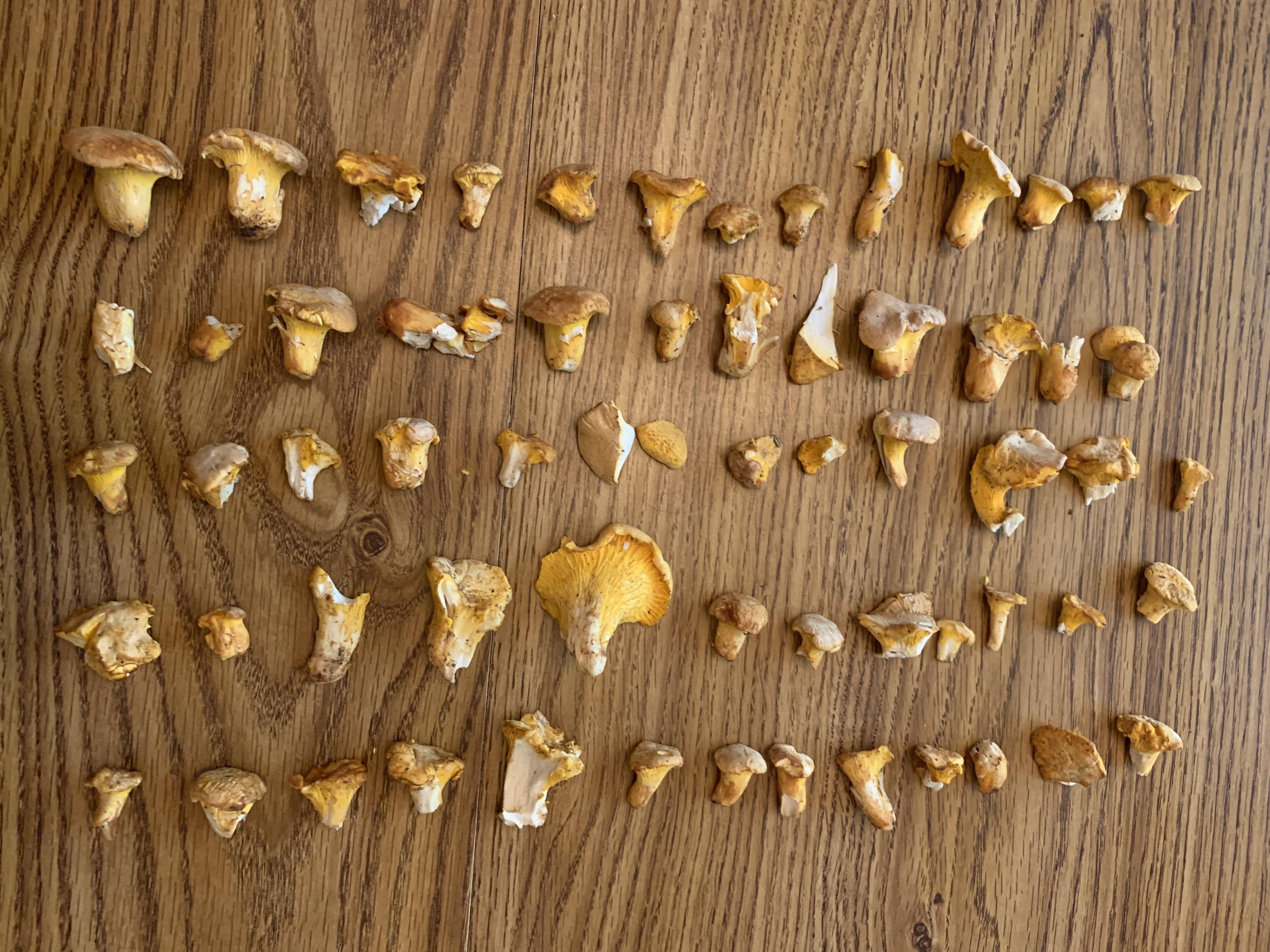 Chanterelles foraged in Bozeman, Montana r/foraging